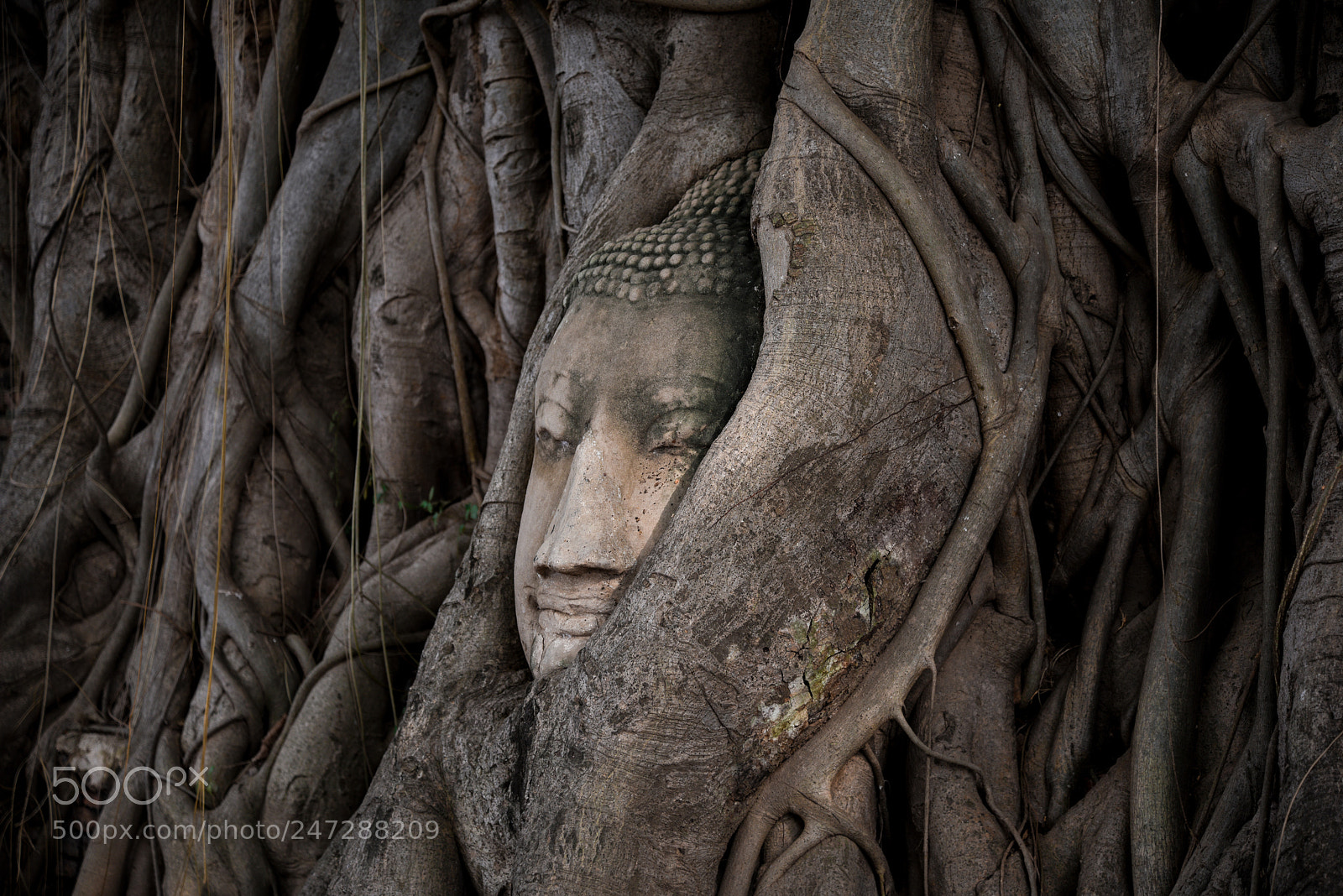 Nikon D810 sample photo. Entwined... photography