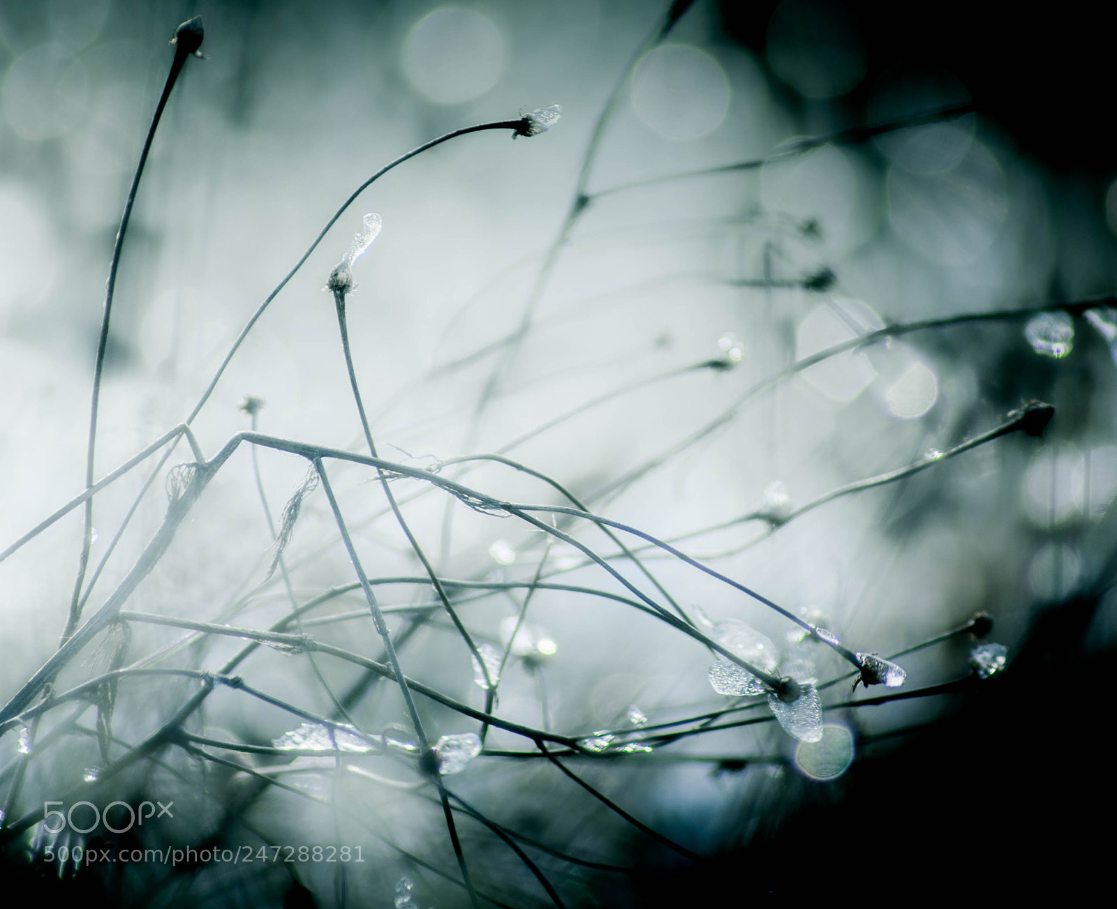 Sony Alpha DSLR-A200 sample photo. Delicate photography