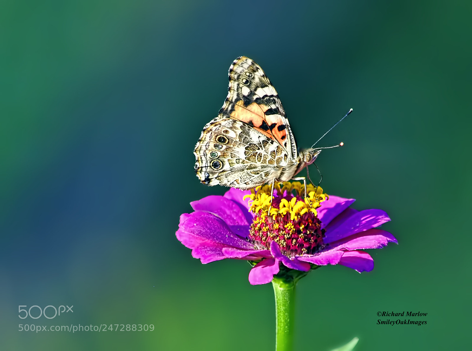 Nikon D5000 sample photo. Butterfly photography