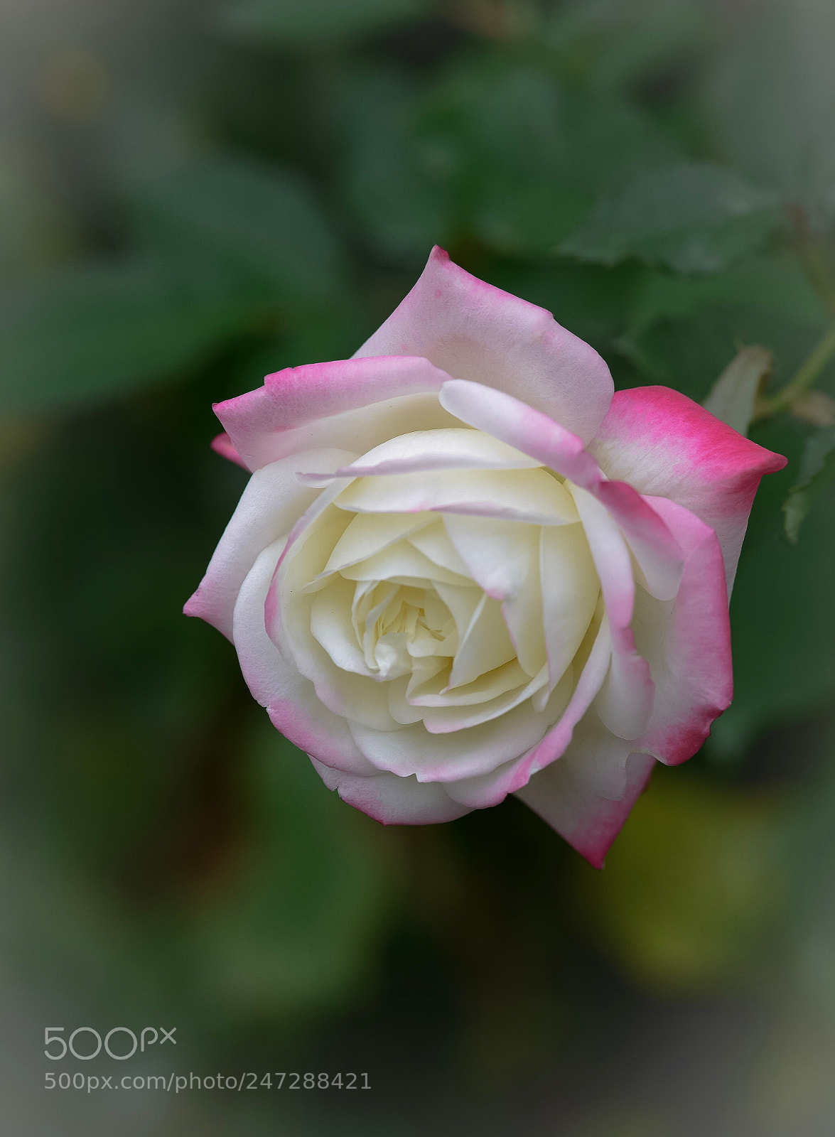 Nikon D800E sample photo. Rose “for you “ photography