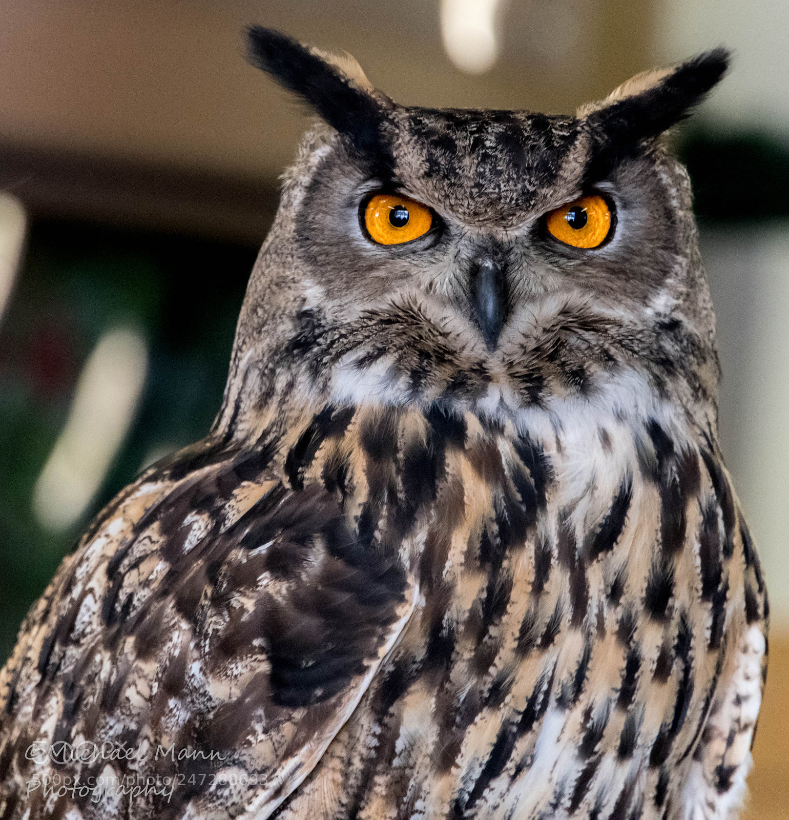 Nikon D850 sample photo. Eagle owl photography