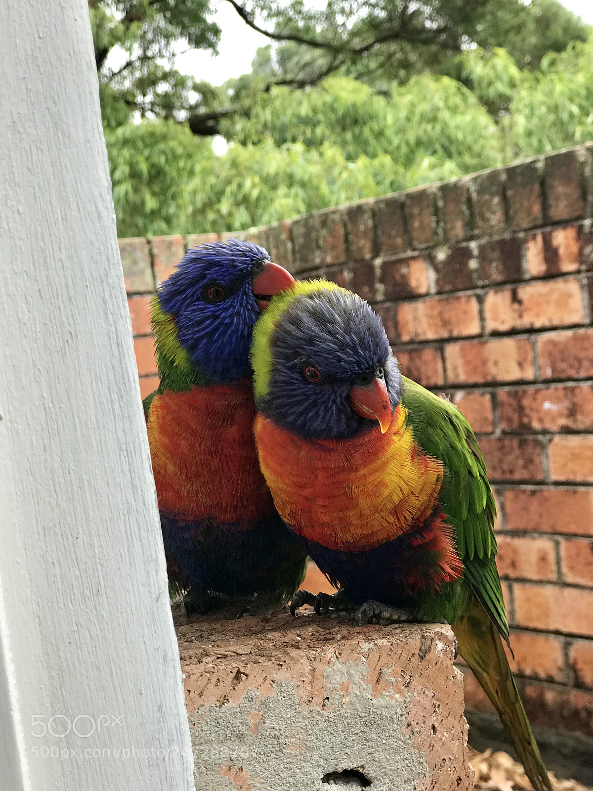 Apple iPhone 7 Plus sample photo. Birds of a feather photography