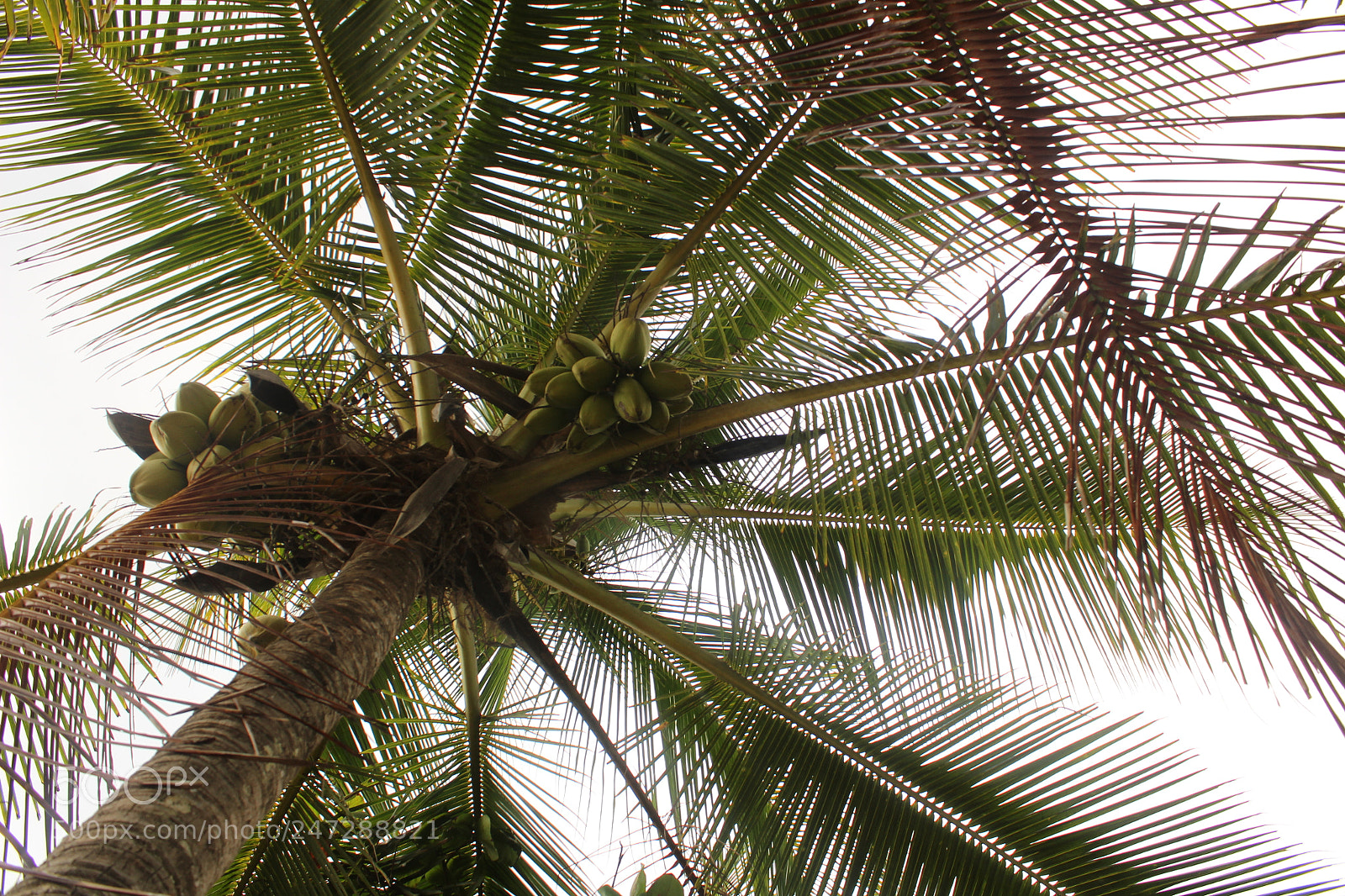 Canon EOS 1300D (EOS Rebel T6 / EOS Kiss X80) sample photo. Happy palm photography