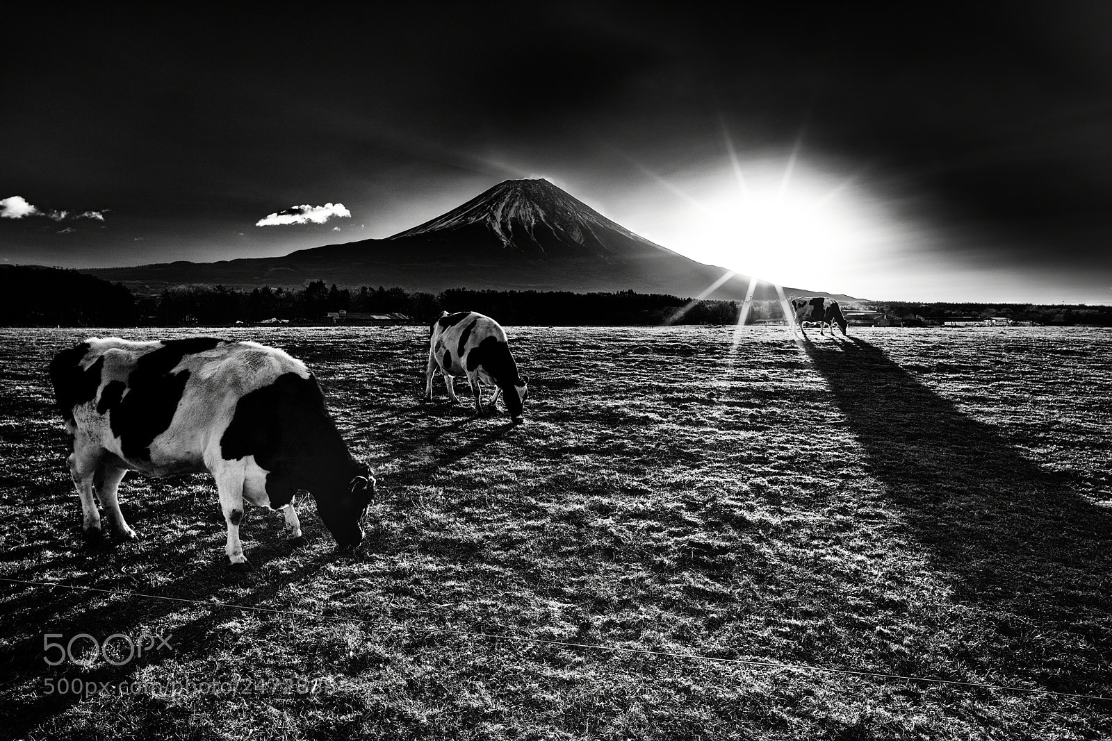 Sony a7R III sample photo. Sunrise for pasture photography