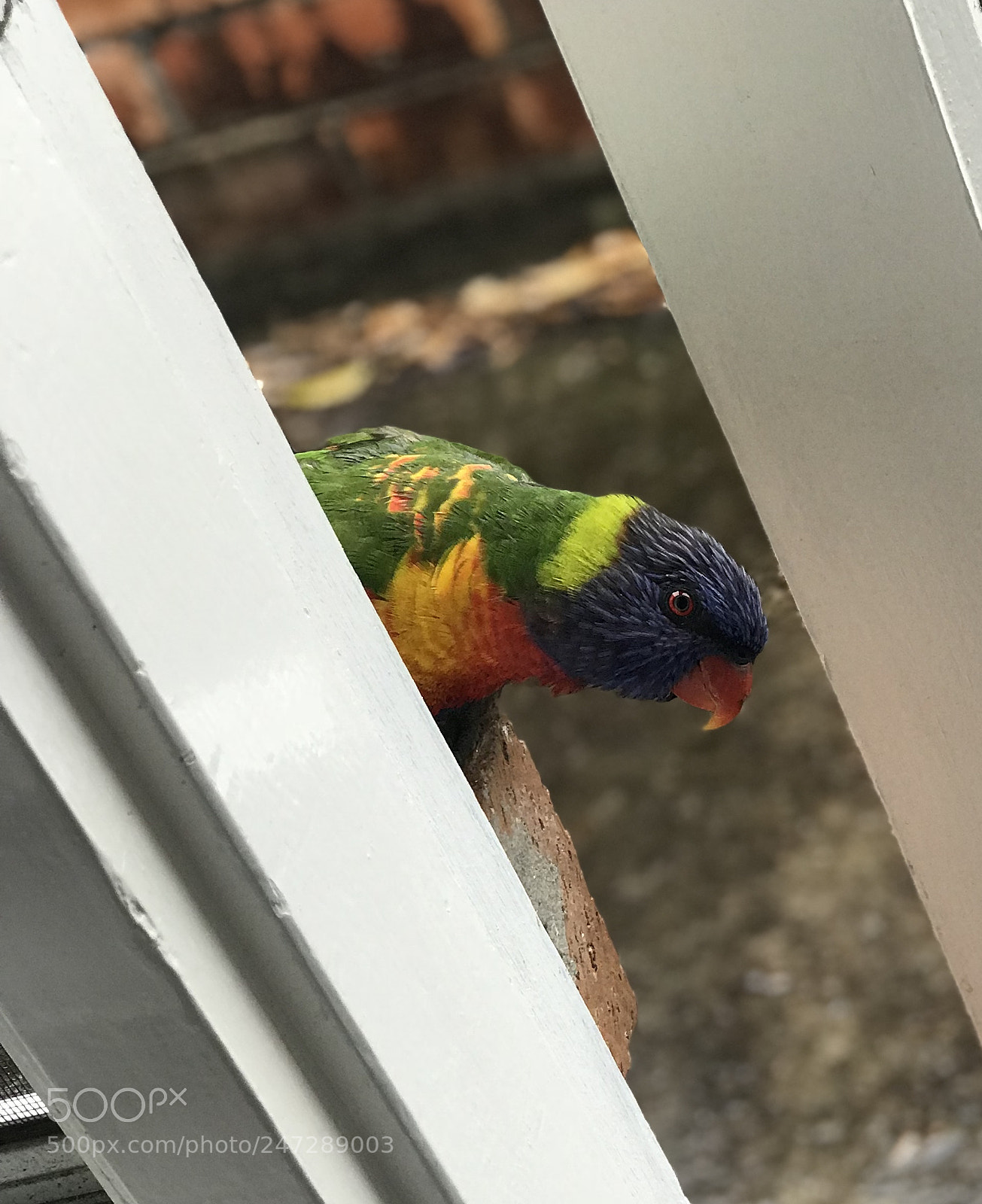 Apple iPhone 7 Plus sample photo. Anyone home? photography