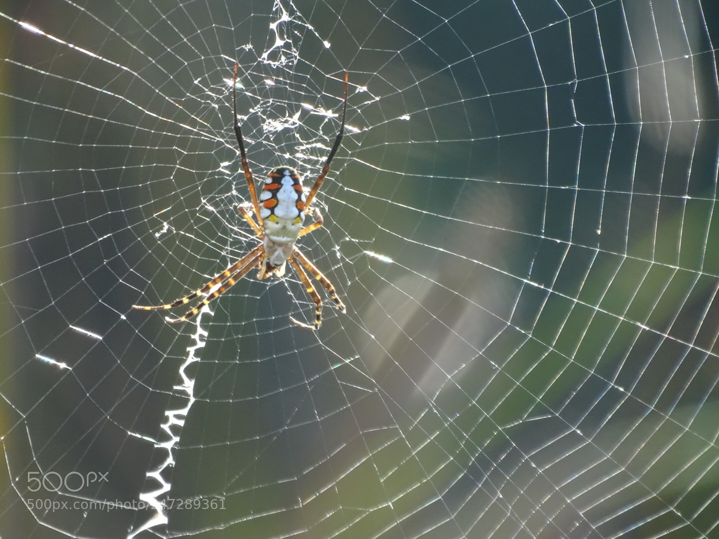 Sony Cyber-shot DSC-HX400V sample photo. Spider photography