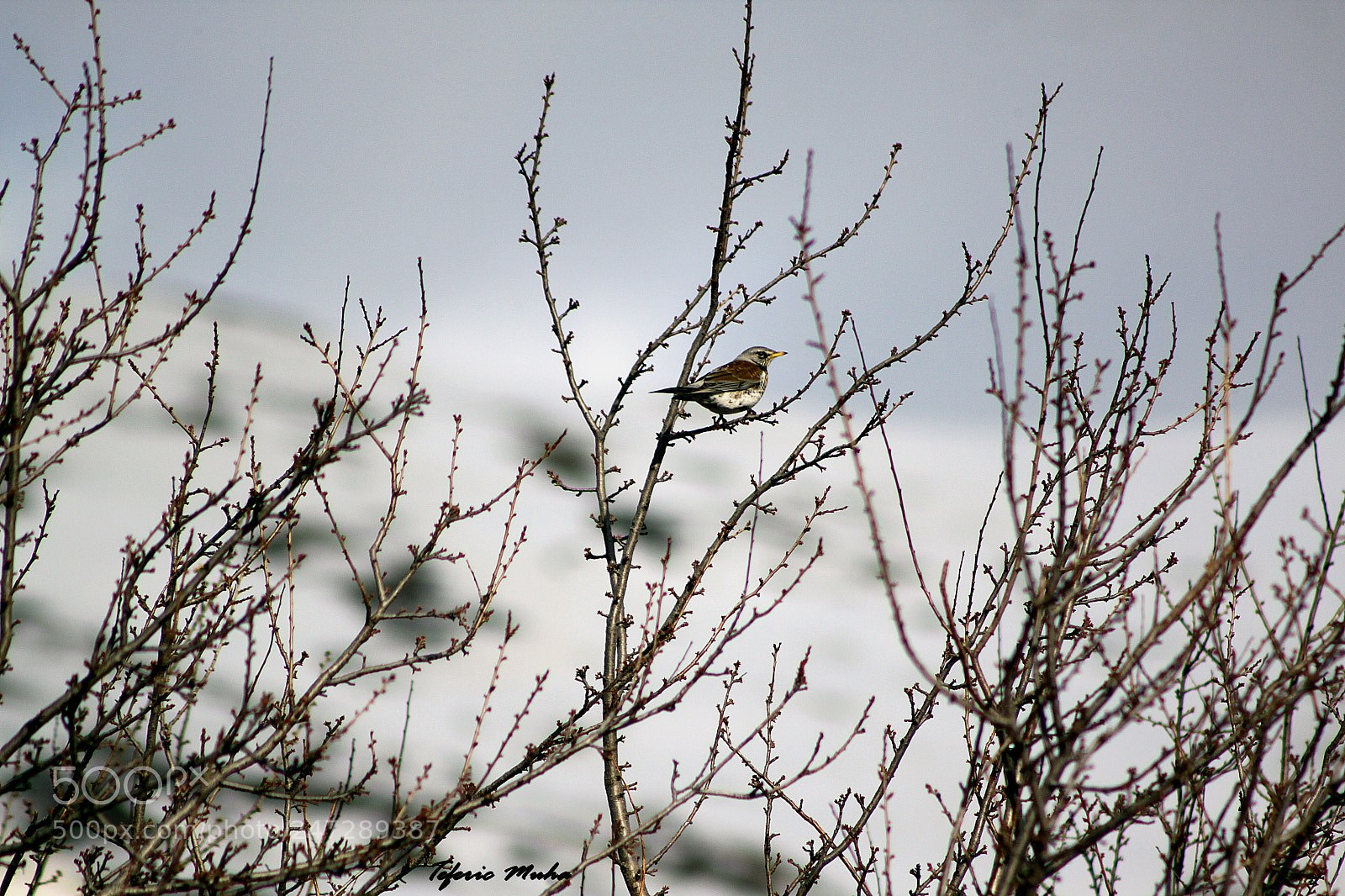 Canon EOS 500D (EOS Rebel T1i / EOS Kiss X3) sample photo. I'm not good at photography