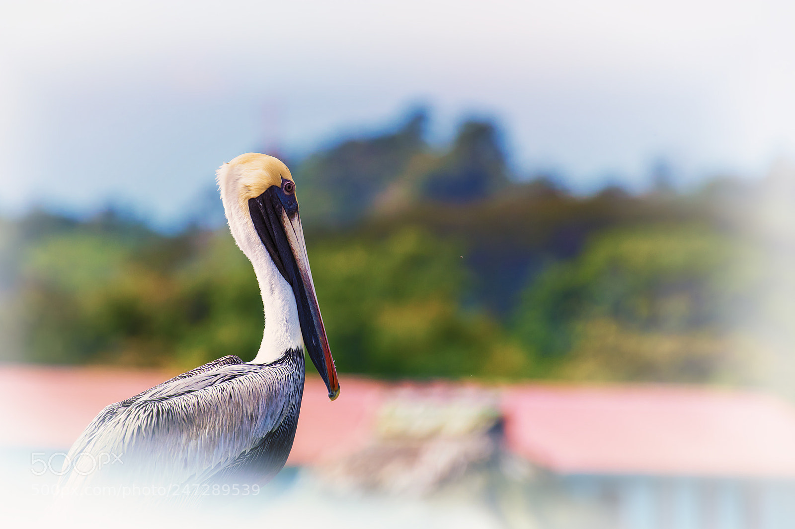 Canon EOS 80D sample photo. White face pelican photography