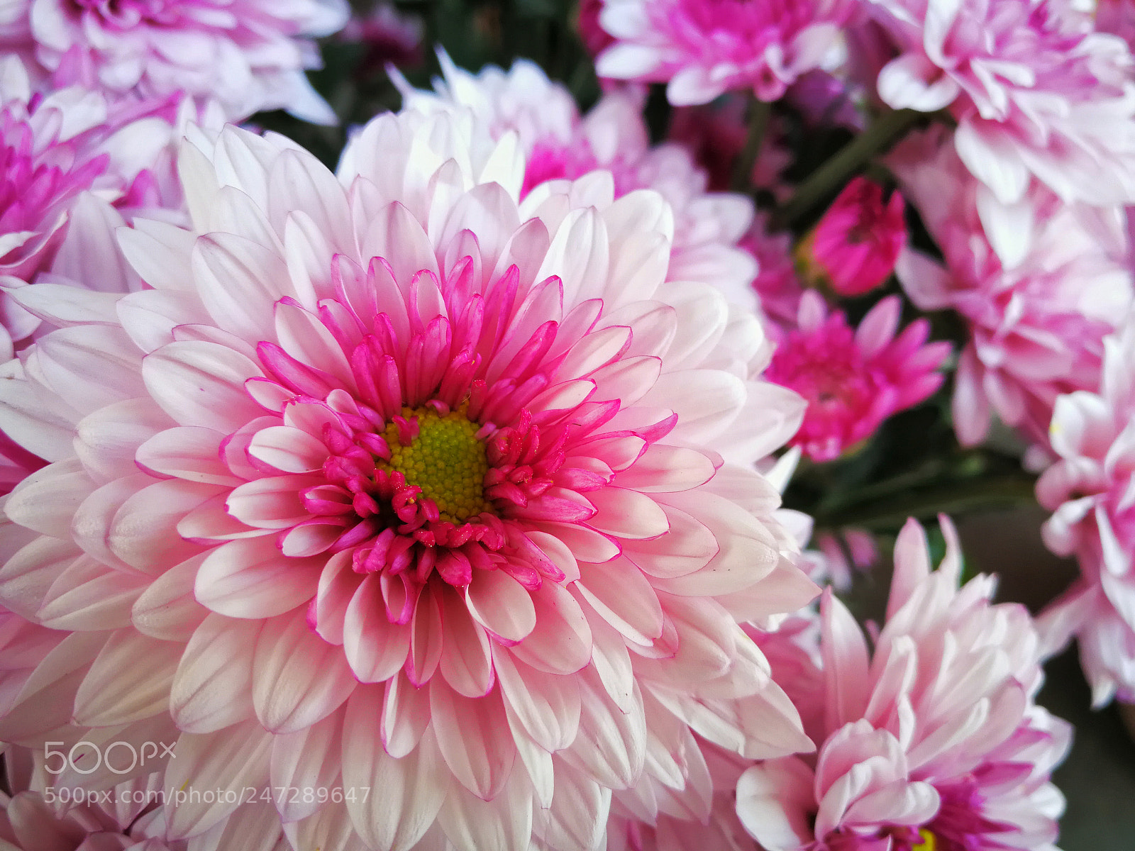 HUAWEI Mate 9 sample photo. Chrysanthemum photography
