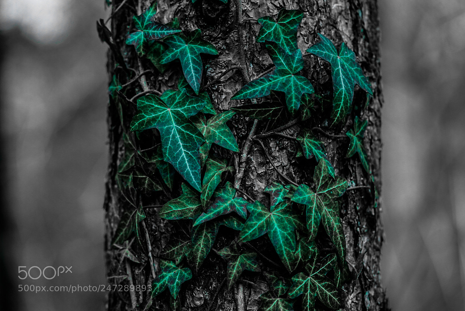 Sony a7 sample photo. Green leaves ? photography