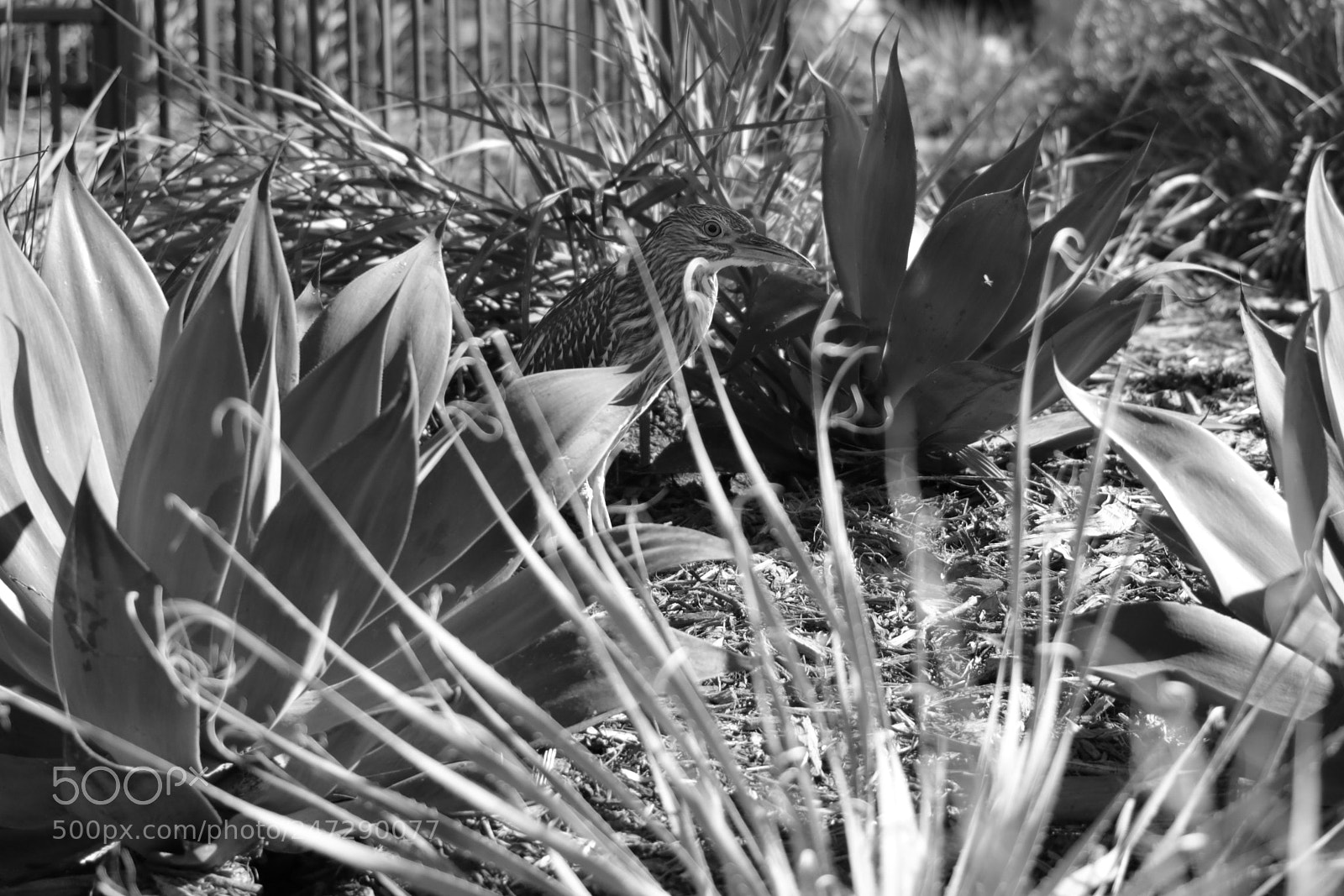 Canon EOS 750D (EOS Rebel T6i / EOS Kiss X8i) sample photo. Img photography
