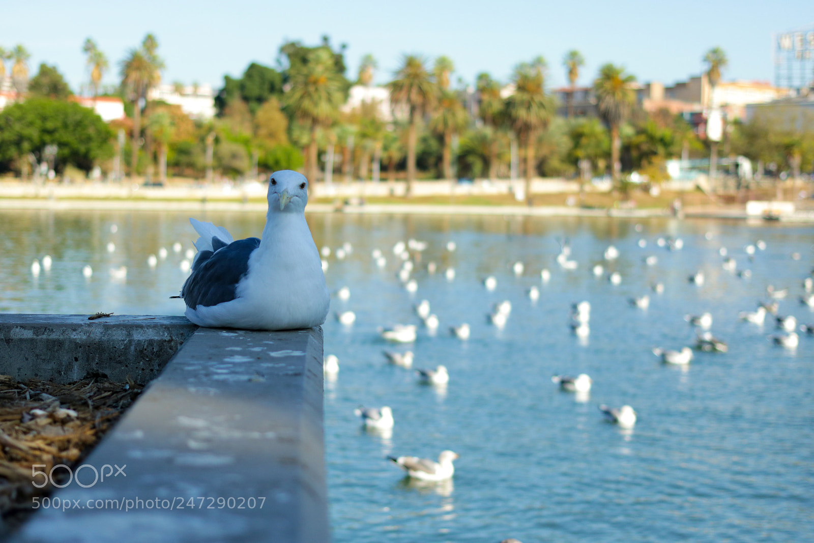 Canon EOS 750D (EOS Rebel T6i / EOS Kiss X8i) sample photo. Img photography