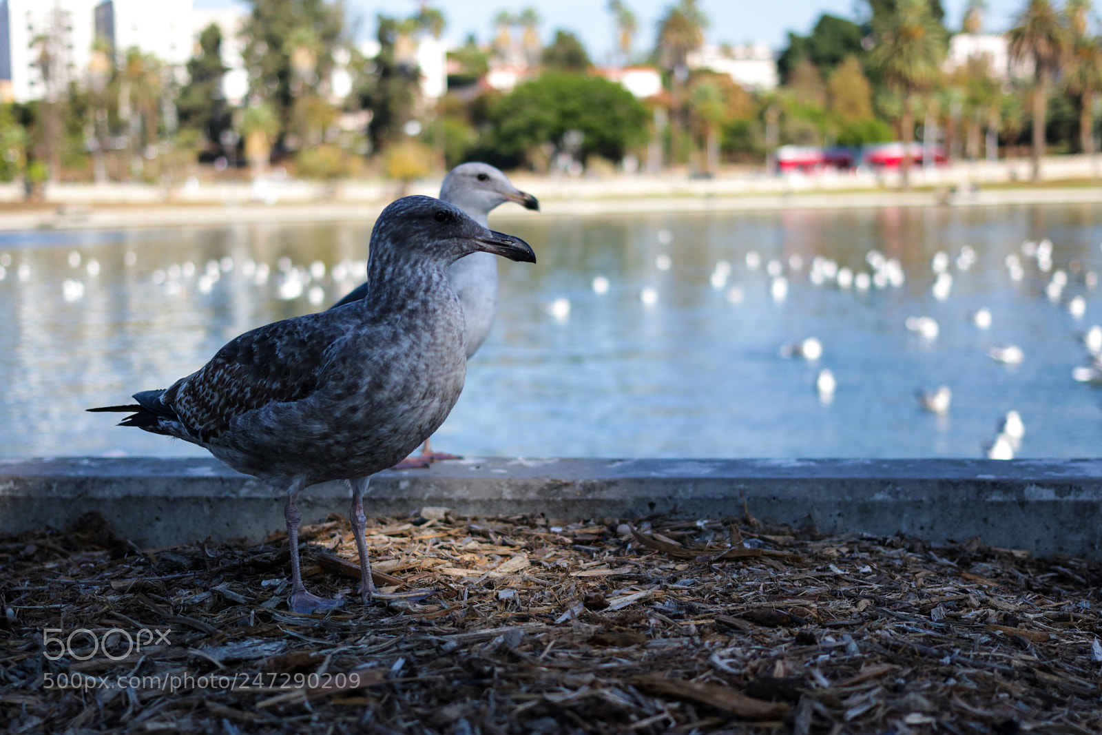 Canon EOS 750D (EOS Rebel T6i / EOS Kiss X8i) sample photo. Img photography
