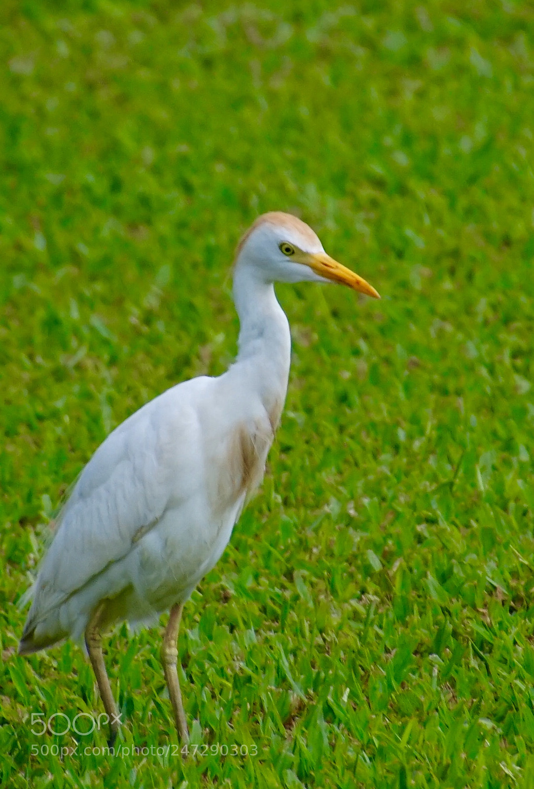 Sony a7 sample photo. Heron photography