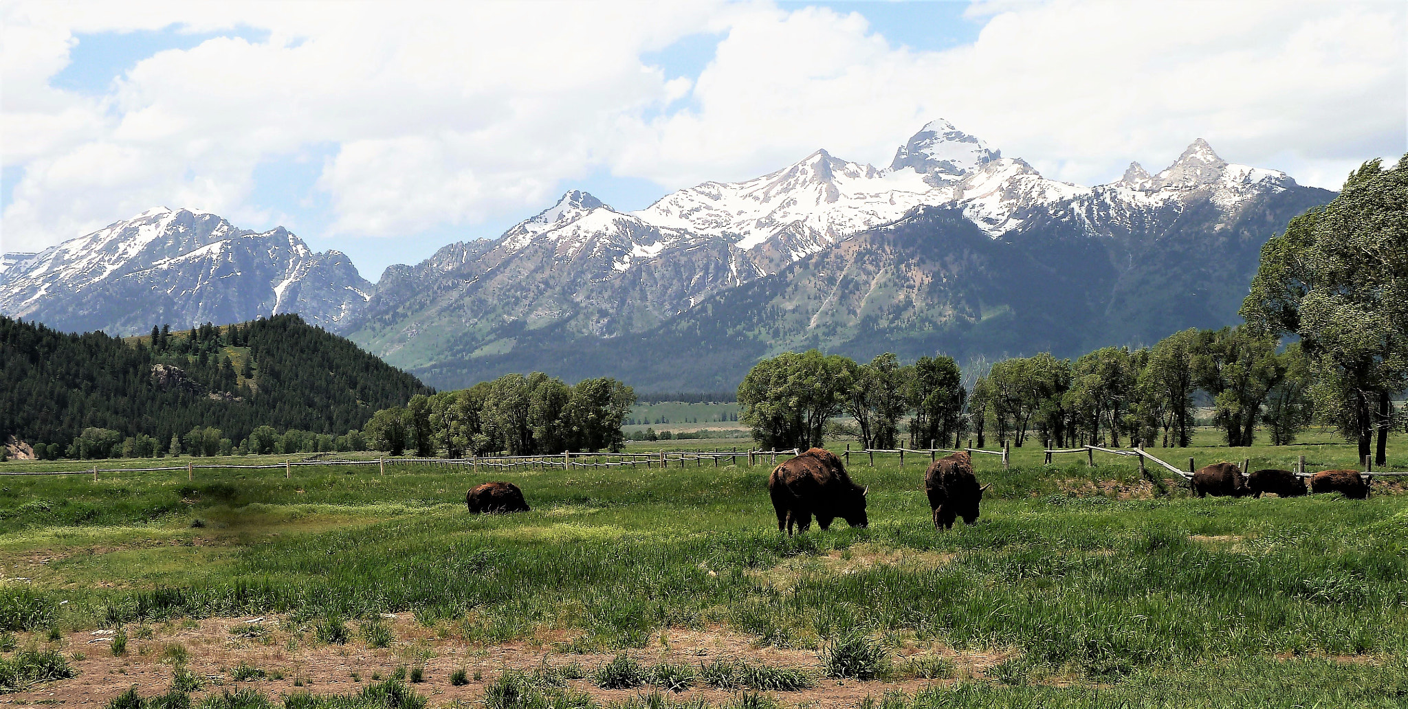 Panasonic Lumix DMC-ZS5 (Lumix DMC-TZ8) sample photo. Buffalo and the tetons photography