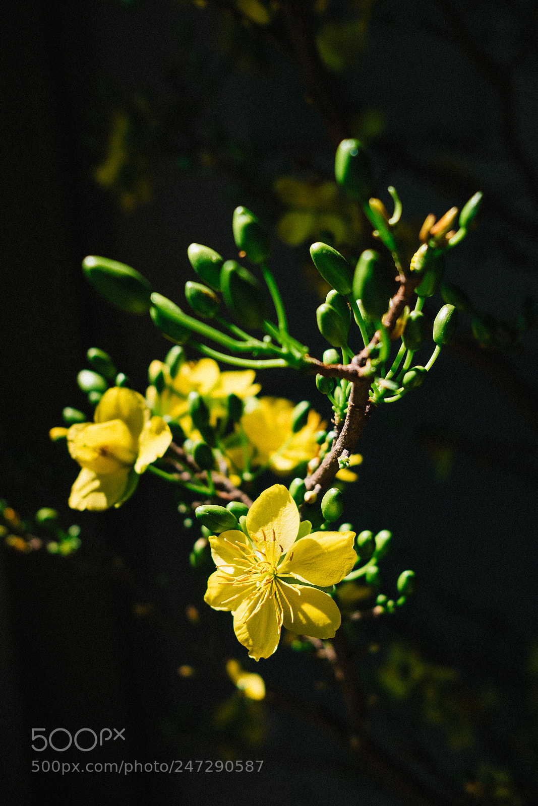 Fujifilm X-T20 sample photo. Yellow blossoms photography