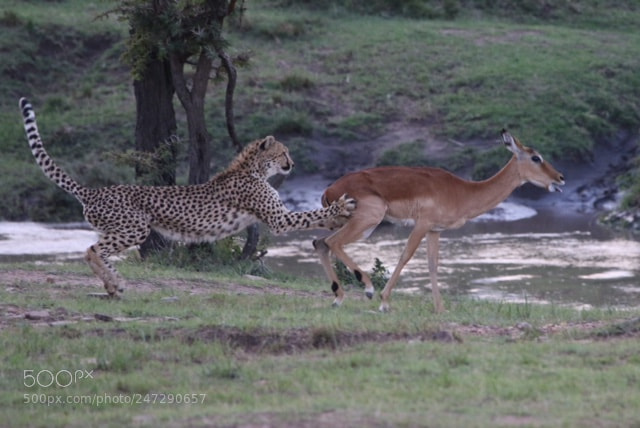 Canon EOS 7D Mark II sample photo. Cheetah chase down photography