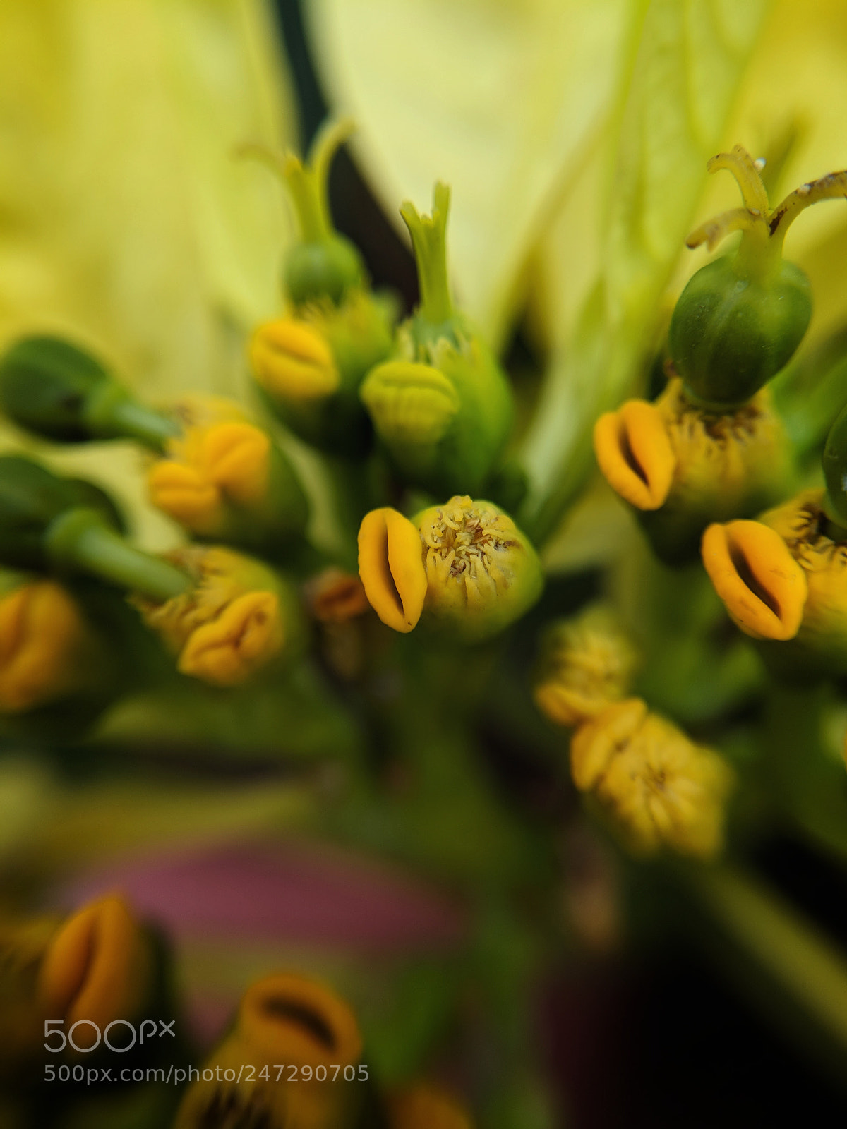 Google Pixel 2 XL sample photo. Macro bloom photography