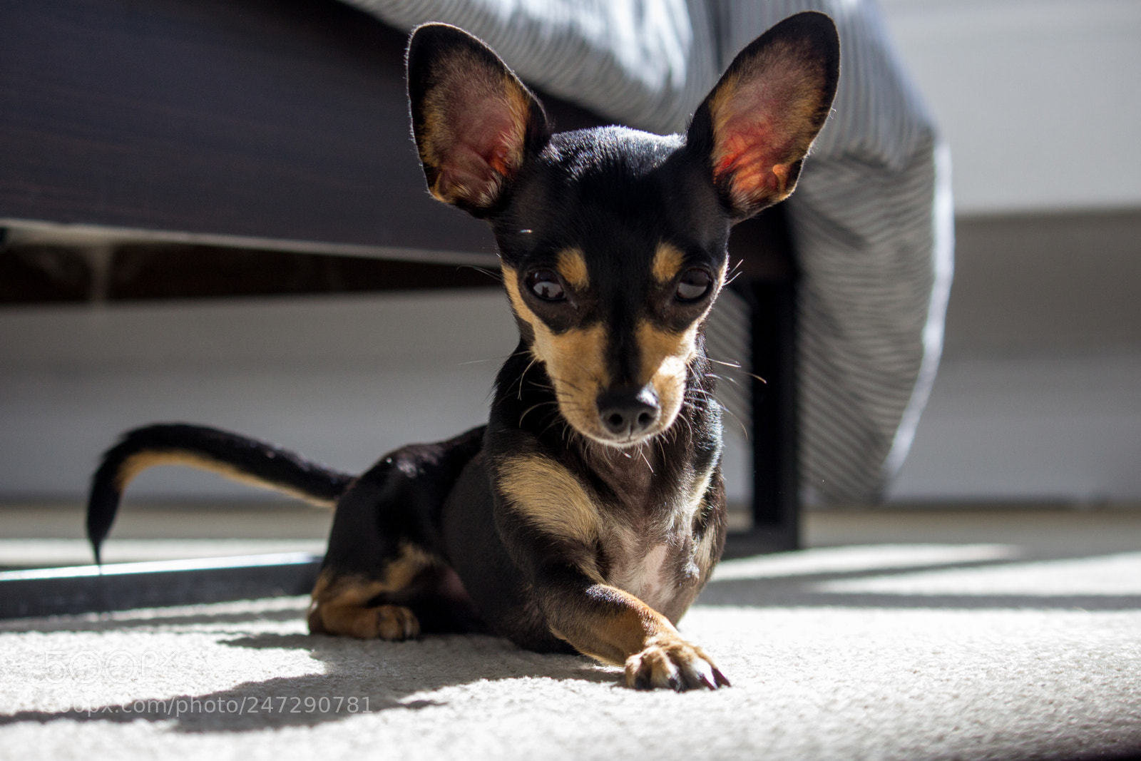 Canon EOS 600D (Rebel EOS T3i / EOS Kiss X5) sample photo. Darwin the tripawd photography