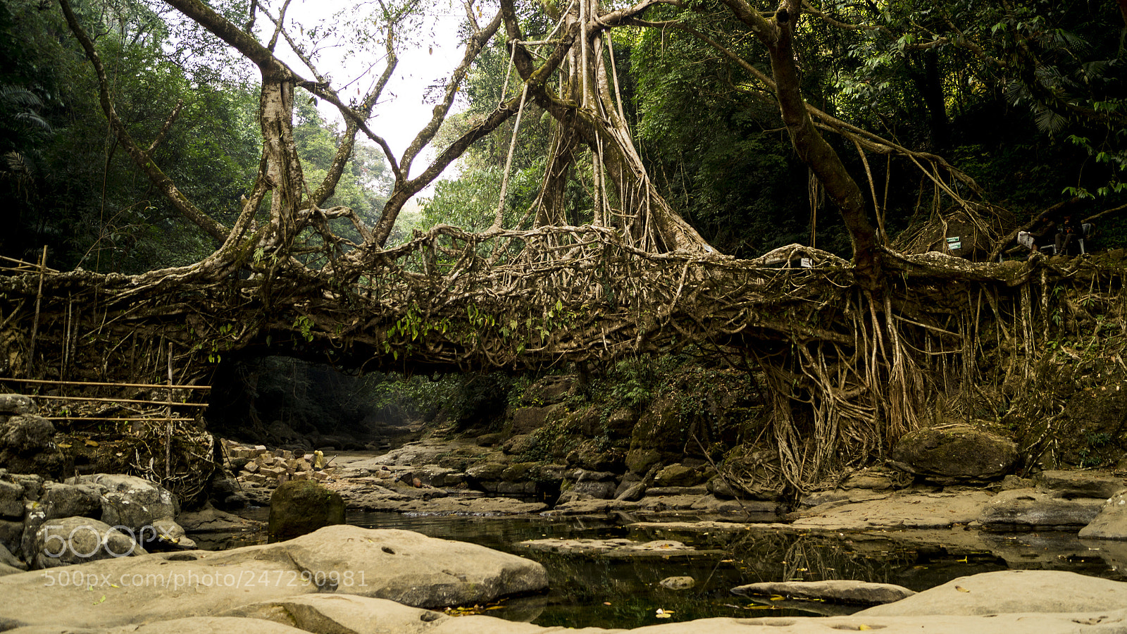 Sony SLT-A58 sample photo. The living root bridge photography