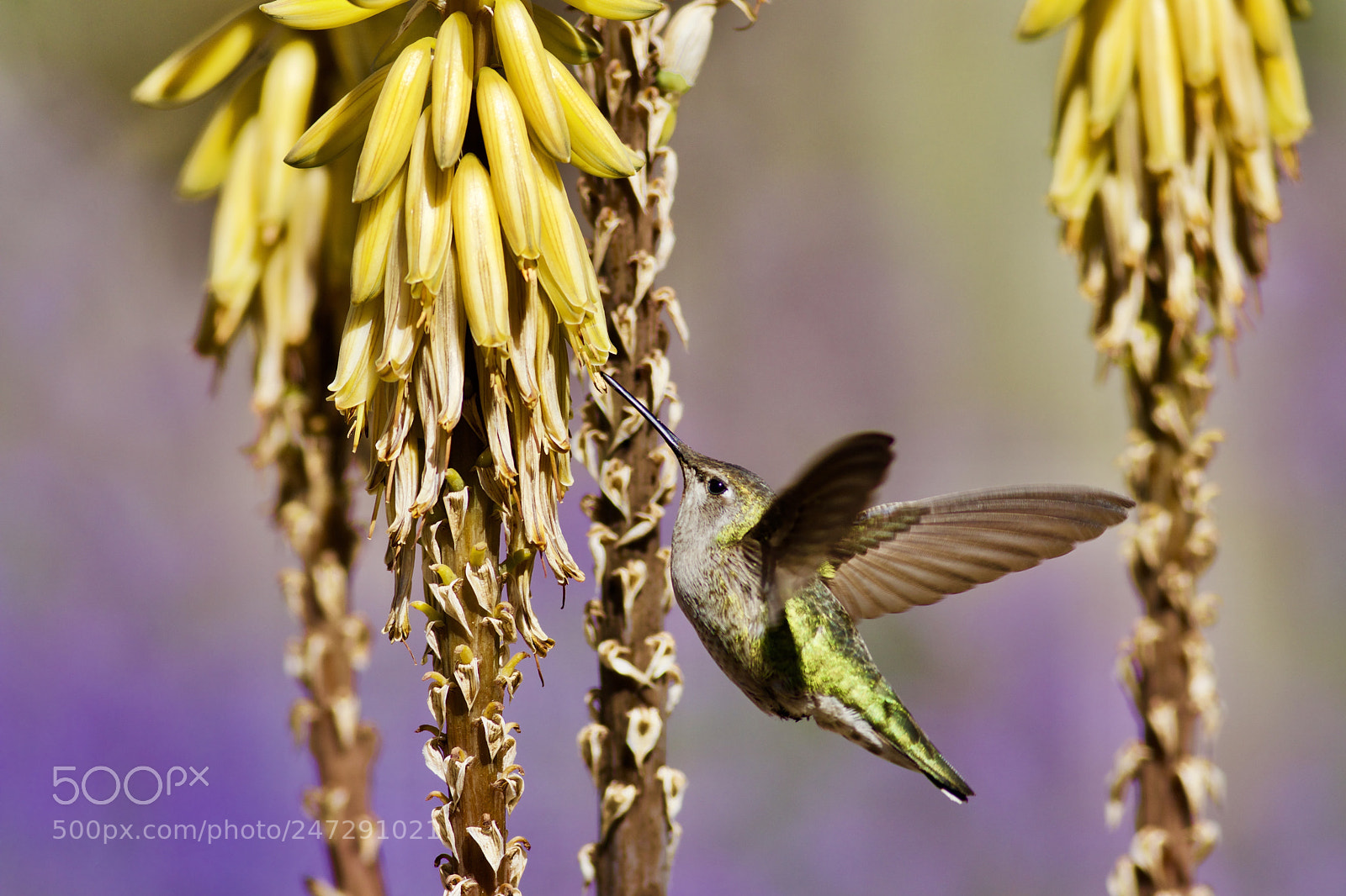 Canon EOS 80D sample photo. Humming bird. photography