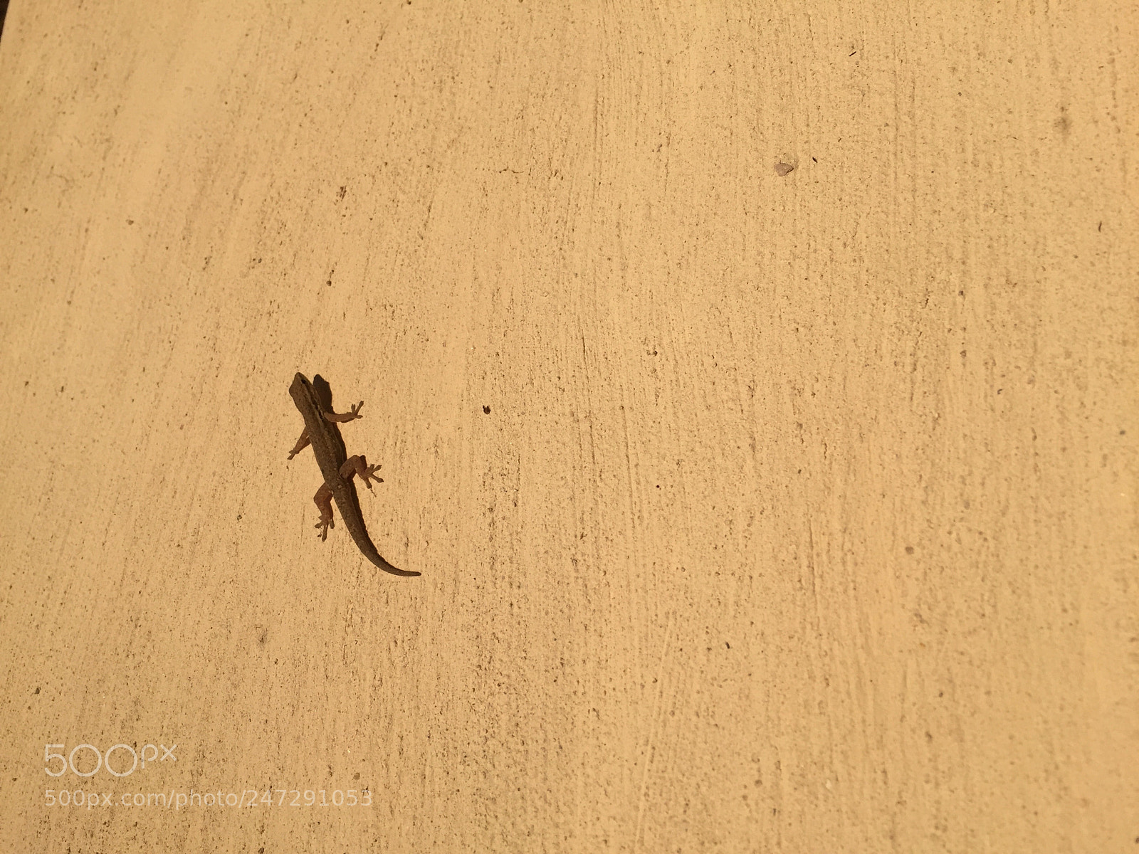 Apple iPhone 6 sample photo. Version 3 photography