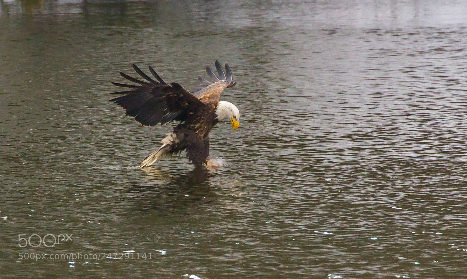 Canon EOS 7D sample photo. Fishing eagle photography