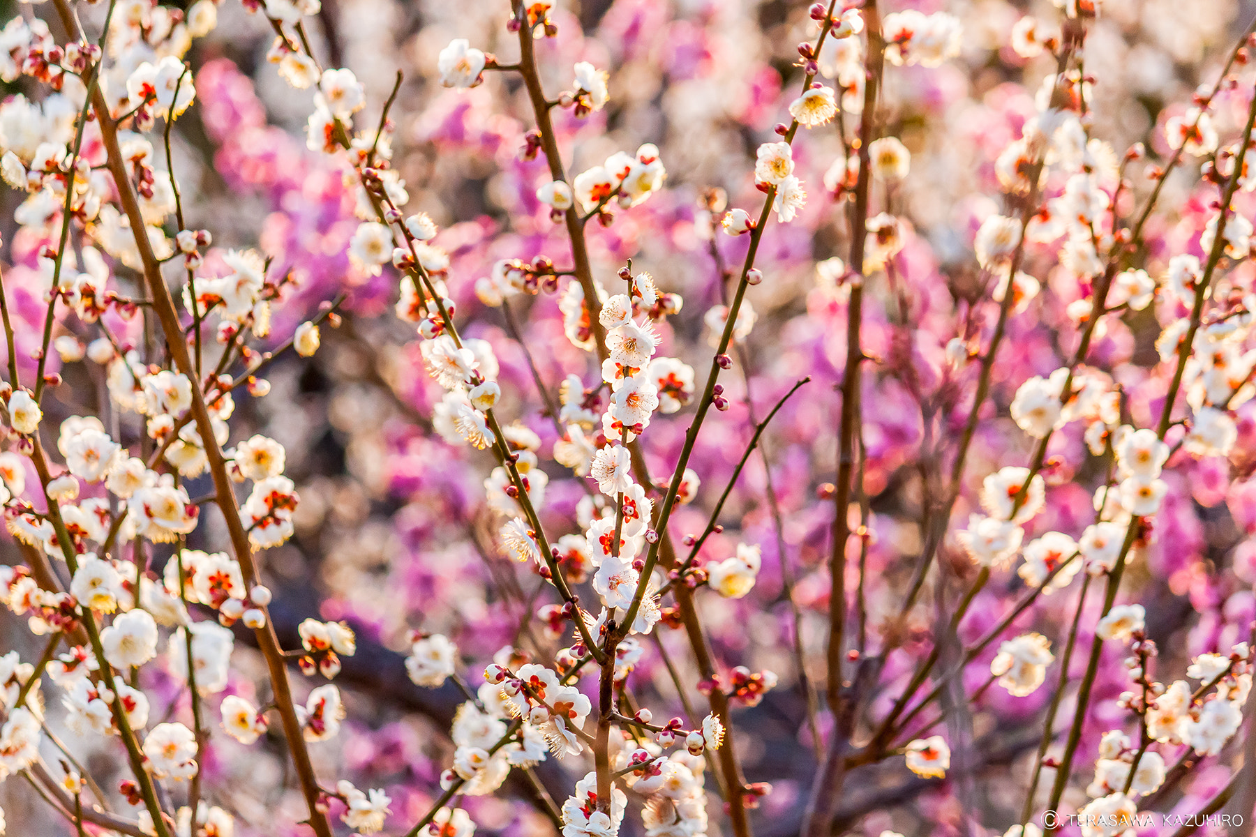 Canon EOS 500D (EOS Rebel T1i / EOS Kiss X3) sample photo. Plum blossoms photography