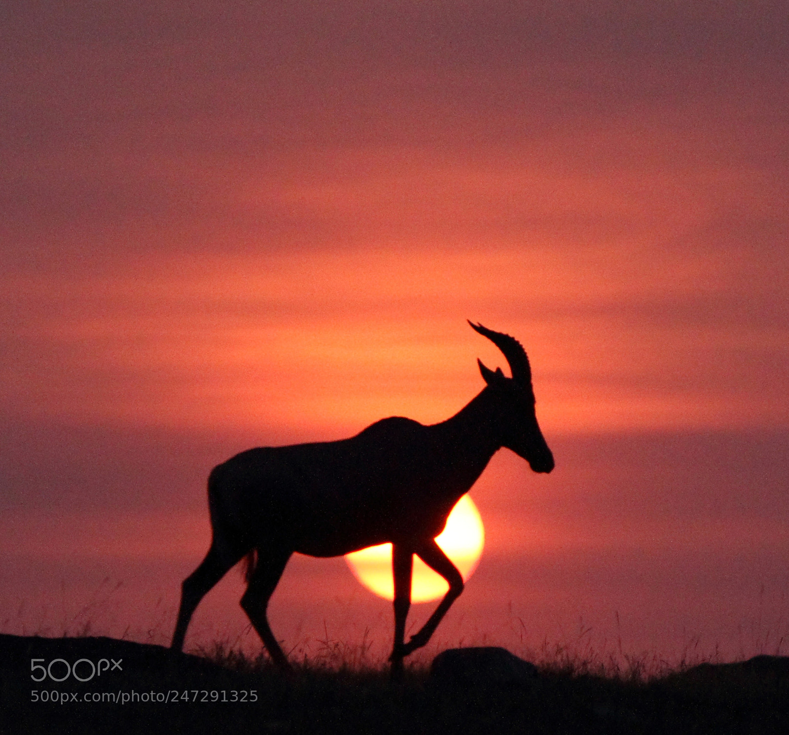 Canon EOS 7D sample photo. Gazelle passing sunset photography