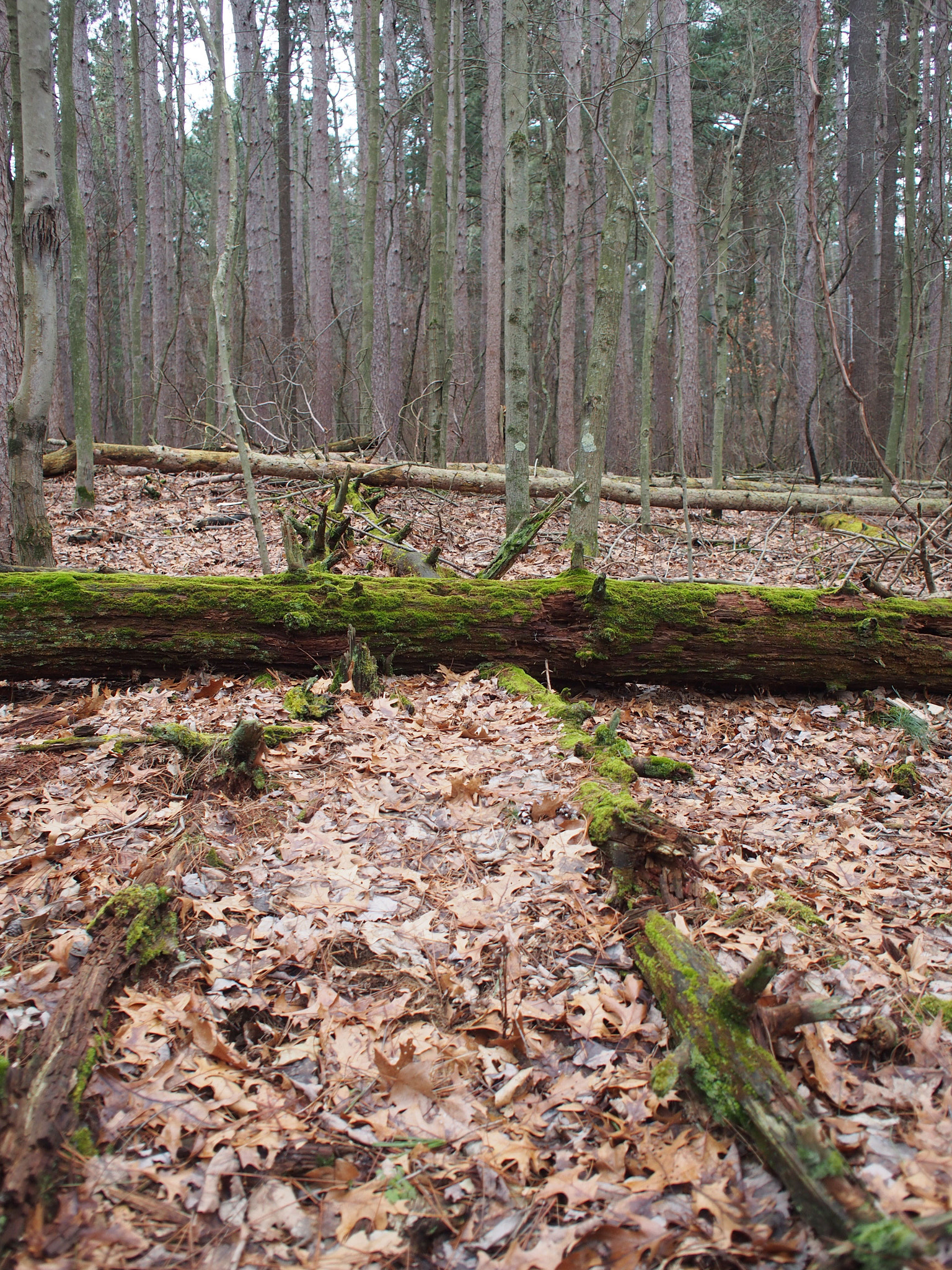 Olympus PEN E-PM2 sample photo. Nature’s runway photography