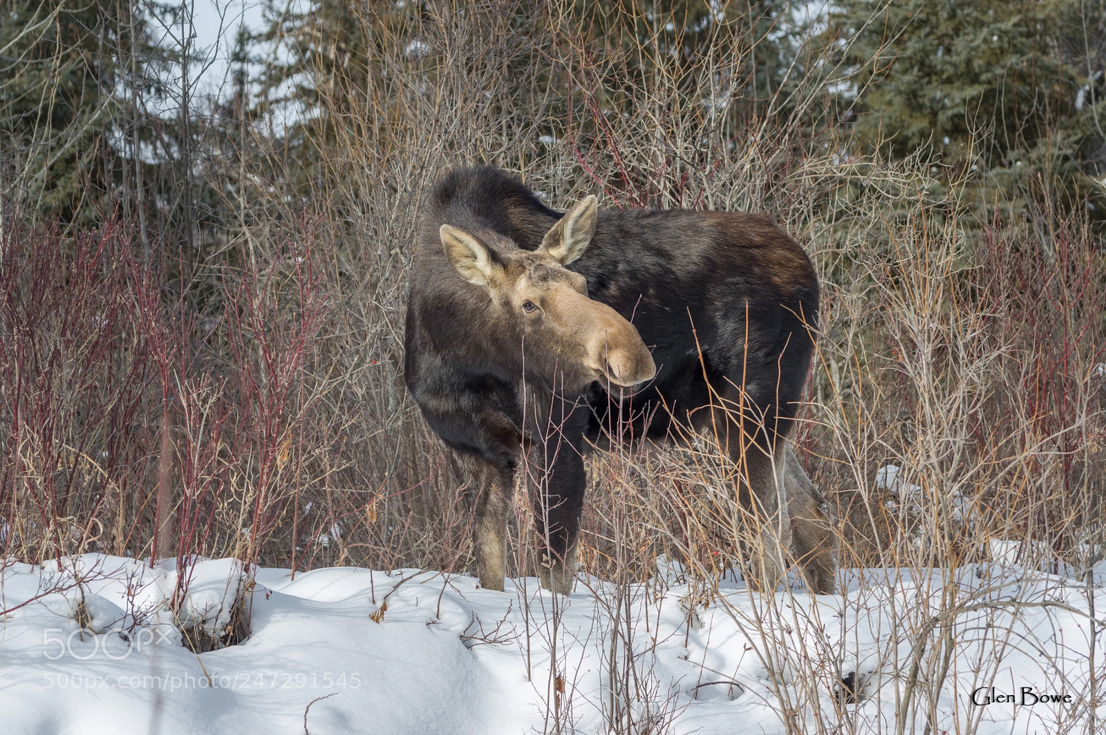 Pentax K-3 II sample photo. Moose photography