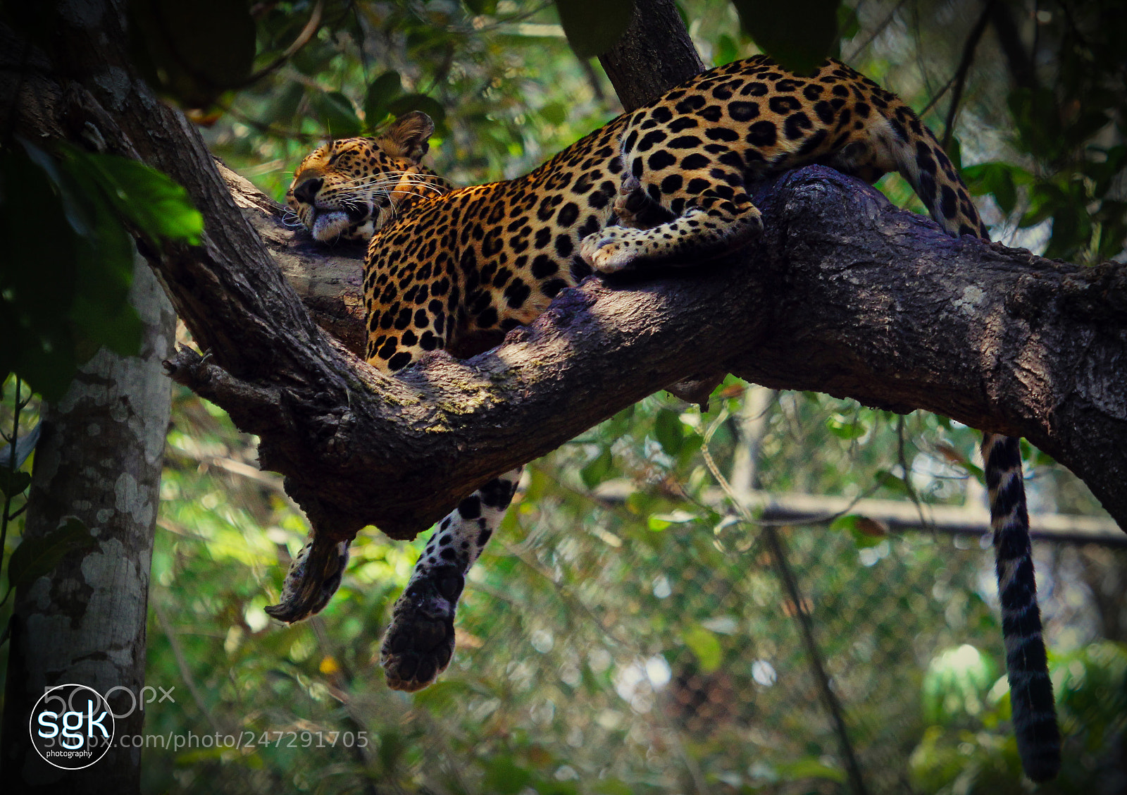 Canon EOS 60D sample photo. A nap up on photography