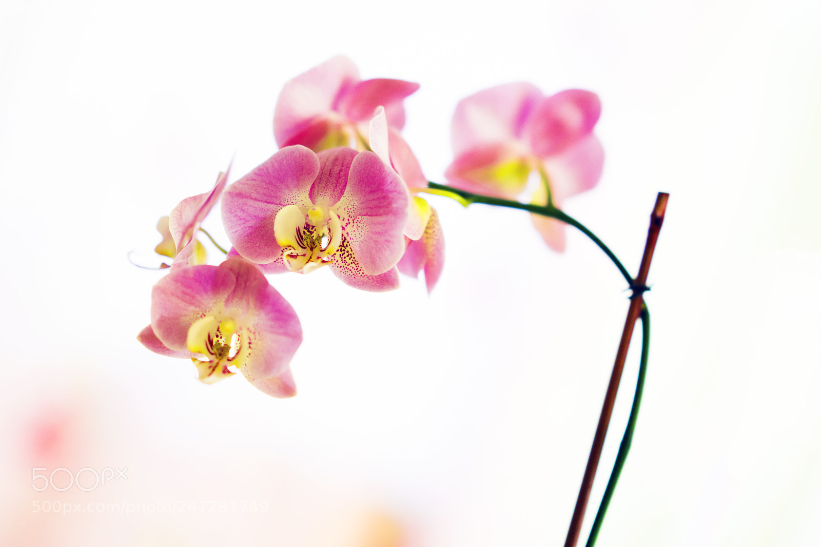 Sony a7R III sample photo. Orchid photography