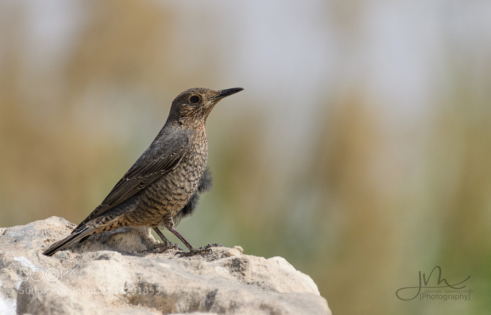 Nikon D500 sample photo. Blue rock thrush female 23.02.2018 photography