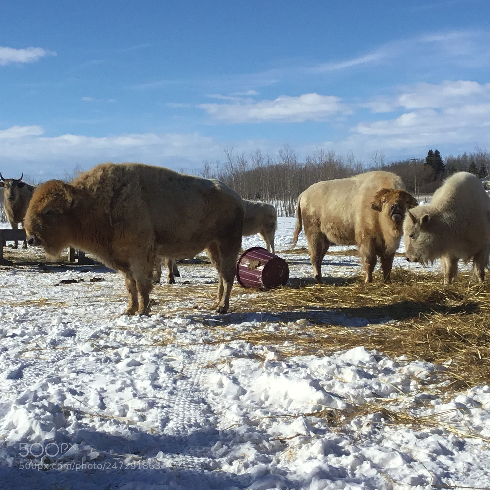 Apple iPad Pro sample photo. White bison in alberta photography