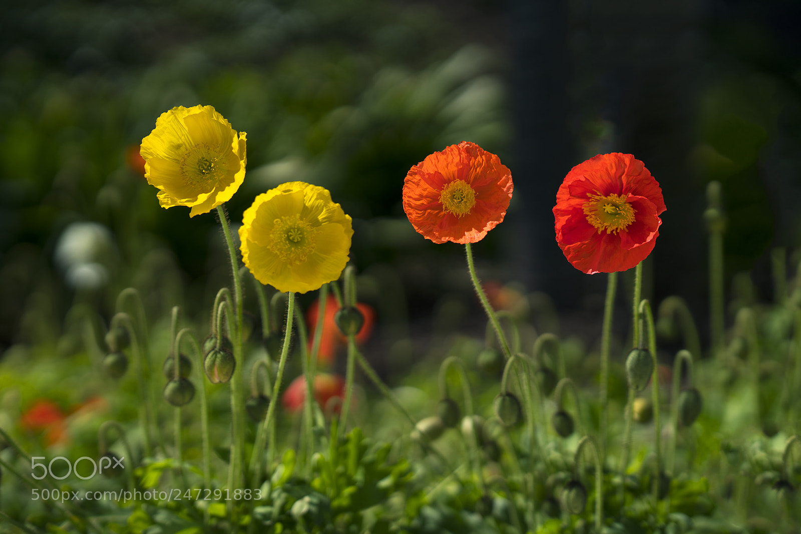 Sony a7R III sample photo. Corn poppy photography