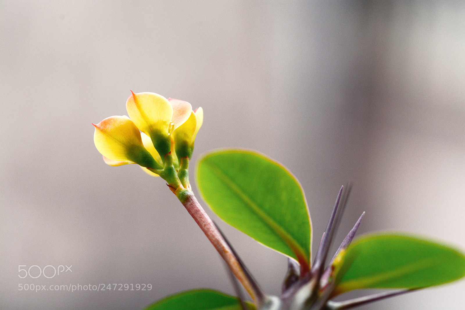 Nikon D7100 sample photo. Untitled photography
