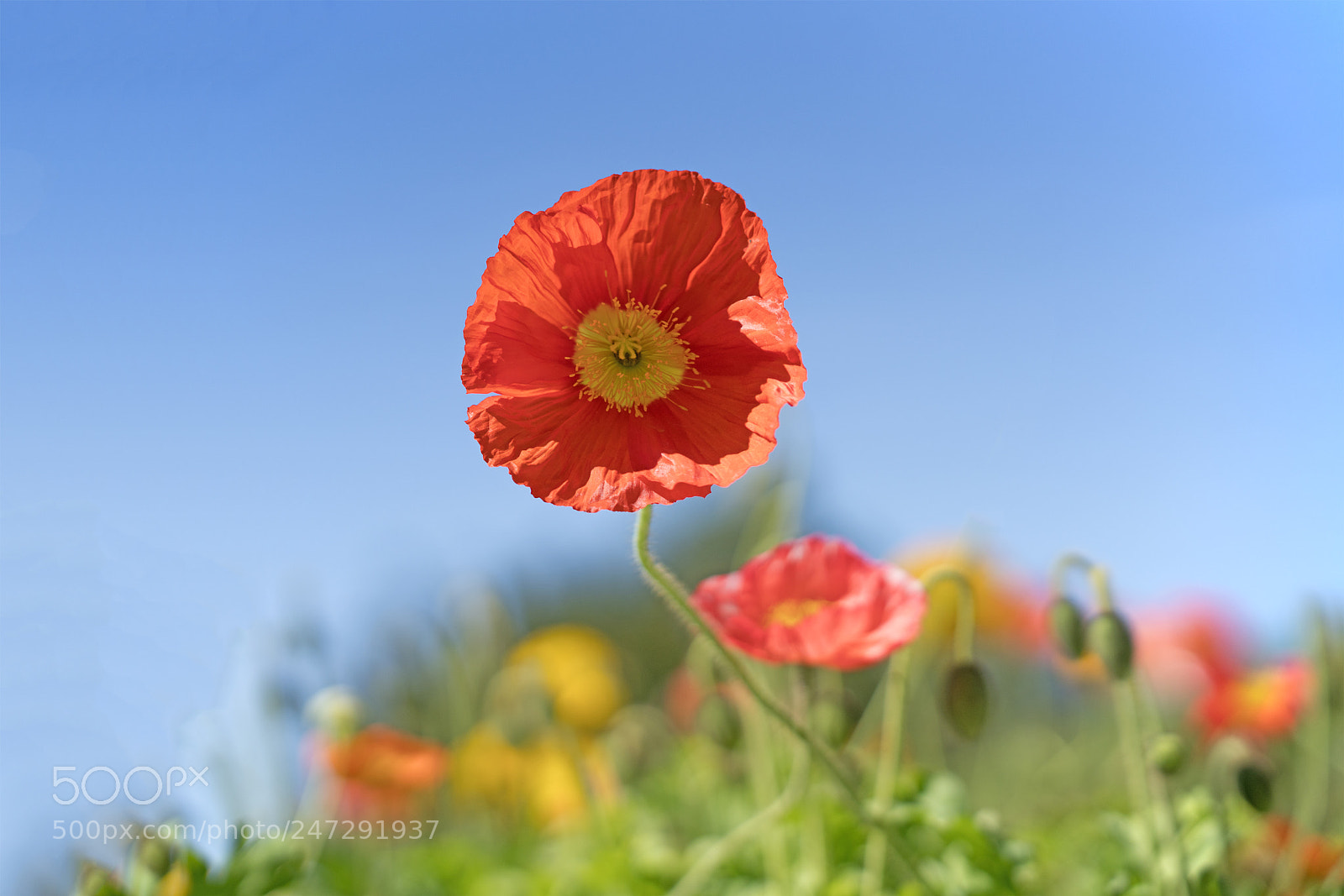 Sony a7R III sample photo. Corn poppy photography