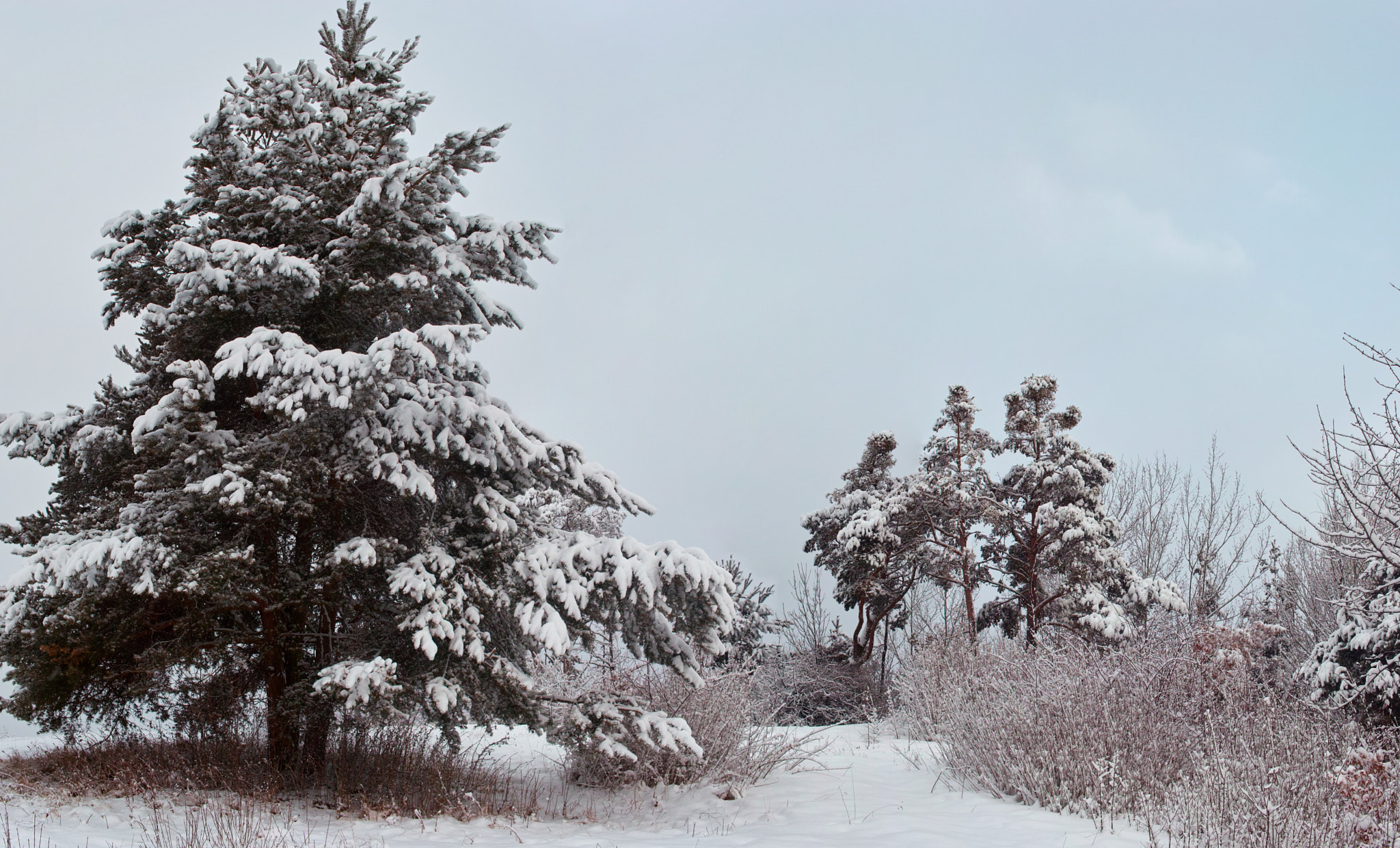 Sigma DP2 sample photo. Snow photography