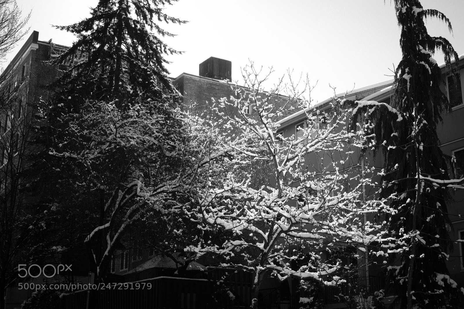 Fujifilm X-Pro2 sample photo. Vancouver snow day photography