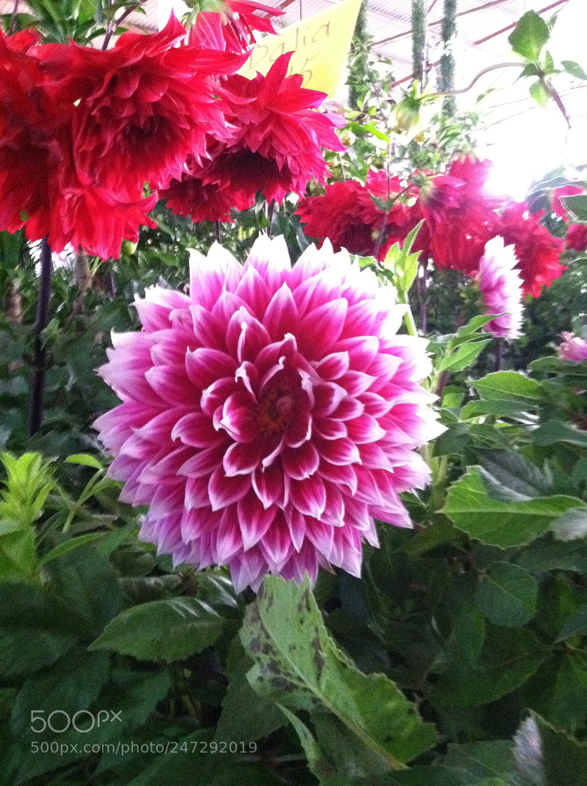 Apple iPhone 4 sample photo. Dahlia photography