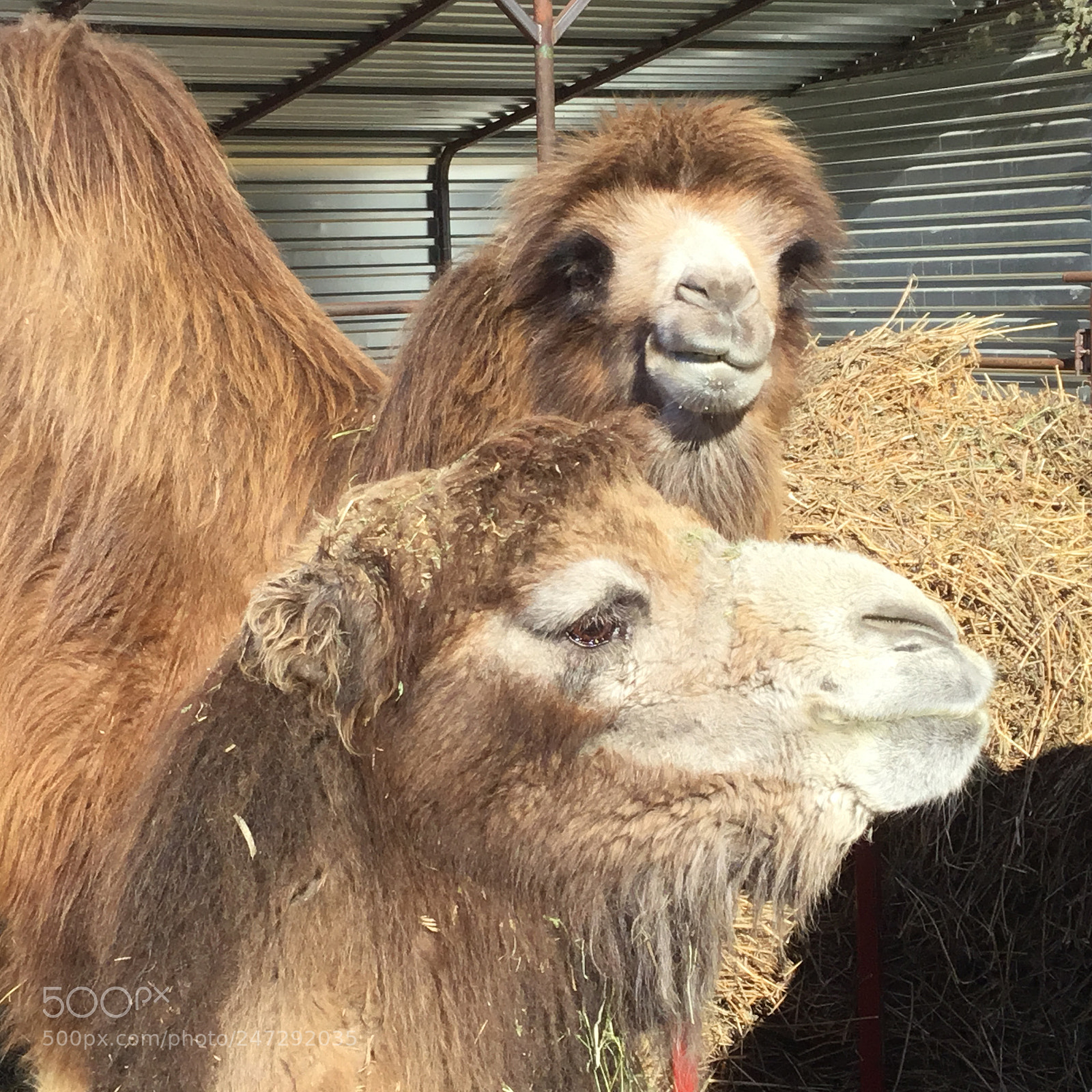 Apple iPad Pro sample photo. Camel farm in alberta photography