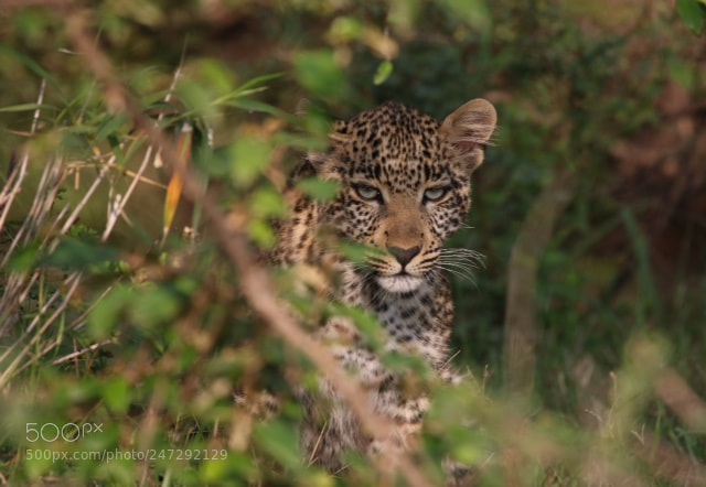 Canon EOS 7D Mark II sample photo. Leopard cub in bushes photography