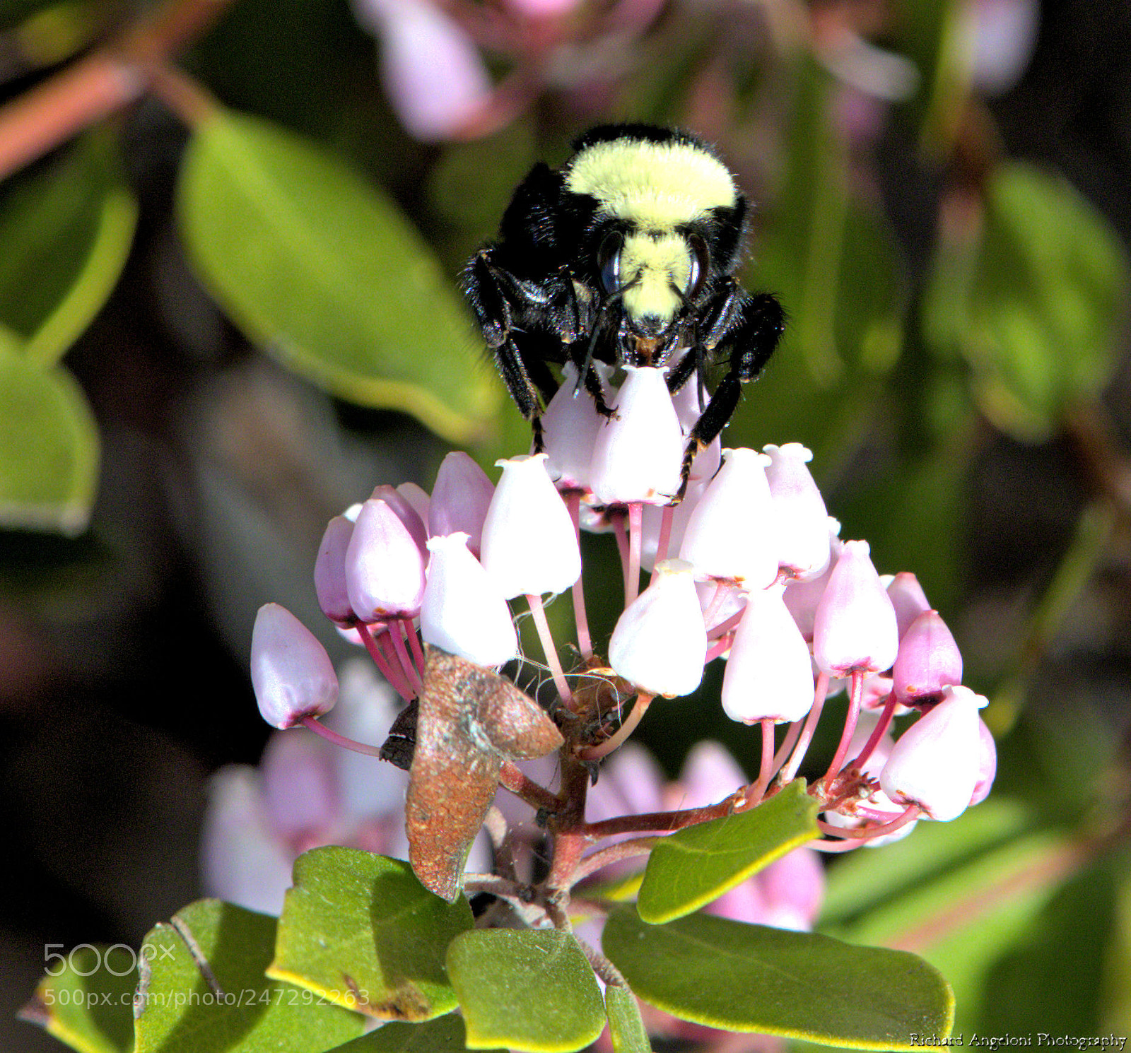 Nikon D7200 sample photo. Bumblebee pollinating a flower photography
