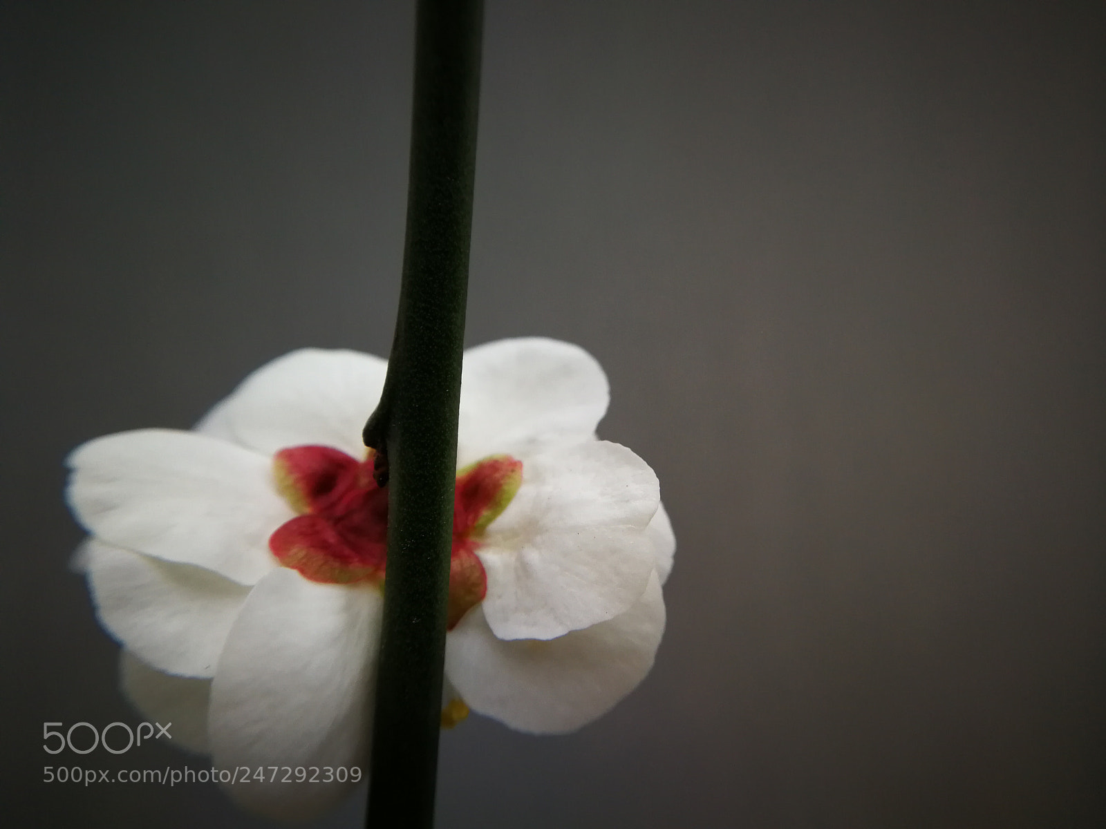 HUAWEI P10 sample photo. Untitled photography