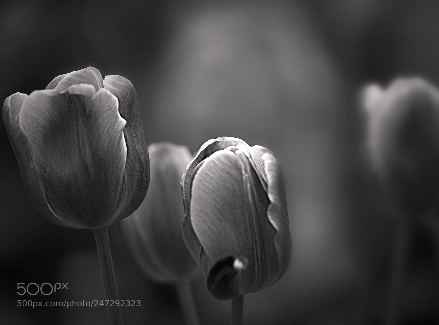 Nikon D810 sample photo. Tulip photography