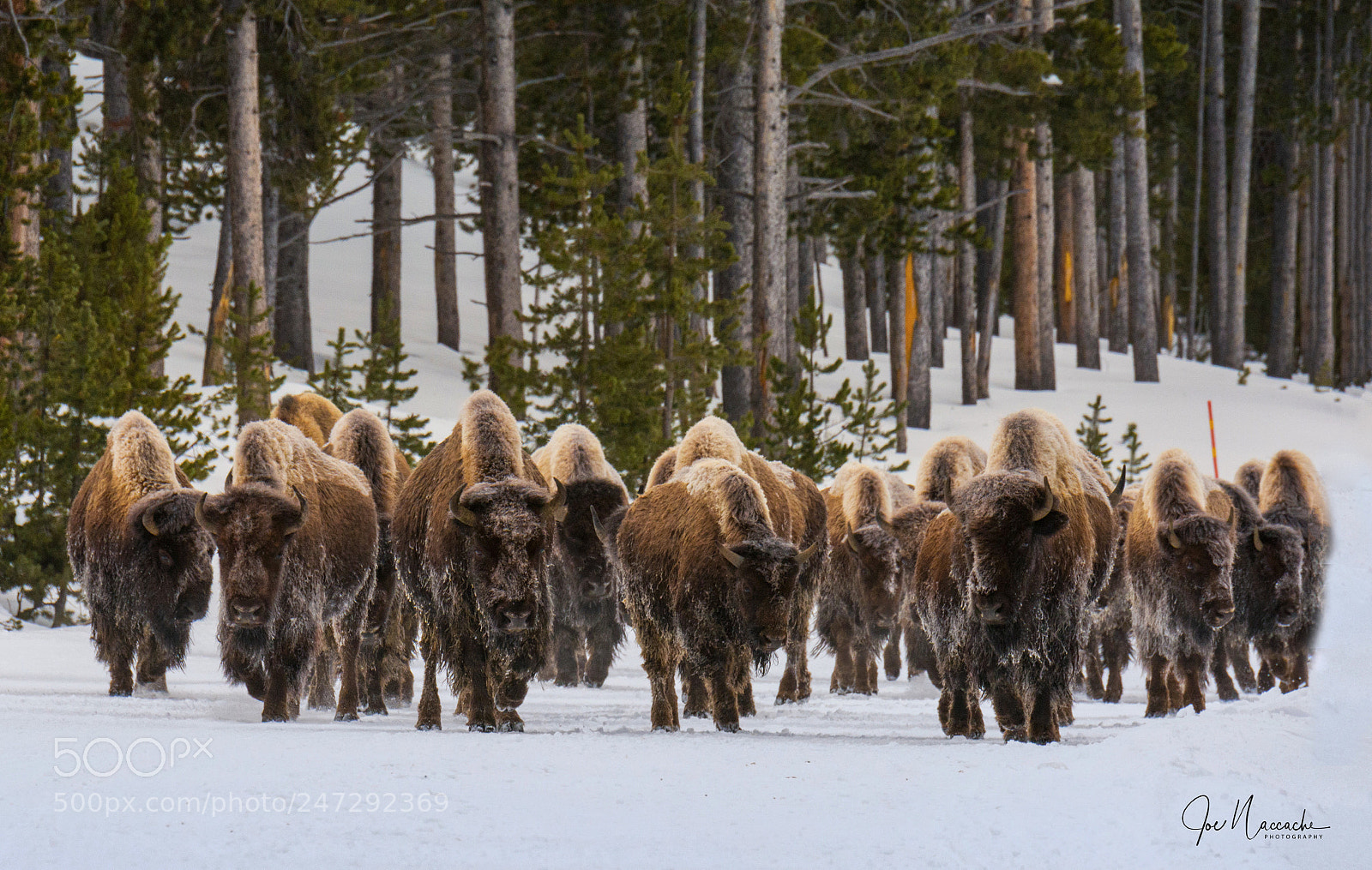 Nikon D7100 sample photo. Here we come bisons photography