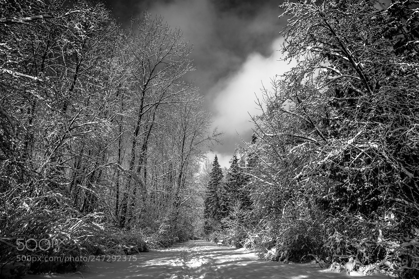 Canon EOS 5DS R sample photo. Trees in snow photography
