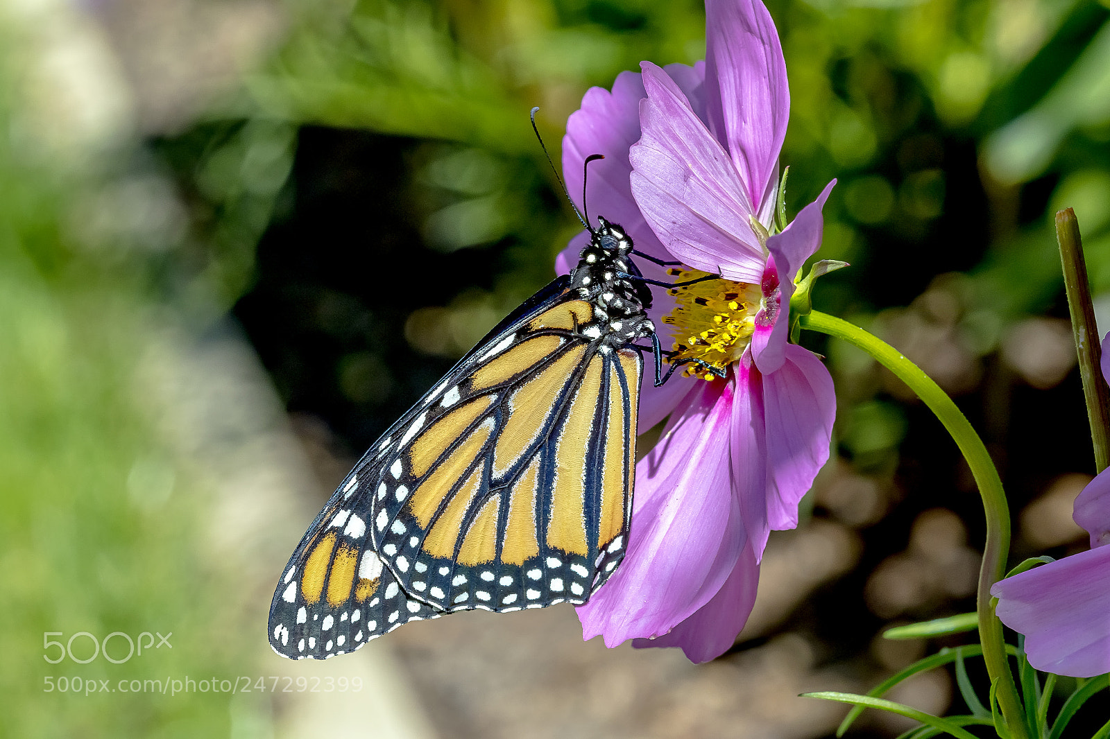 Canon EOS 7D Mark II sample photo. Monarch butterfly photography