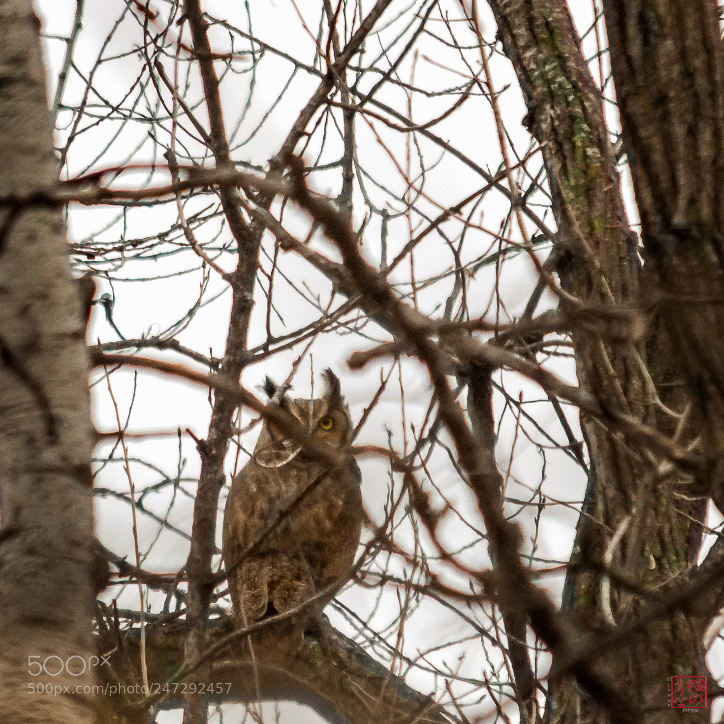 Nikon D500 sample photo. Great horned hides in photography
